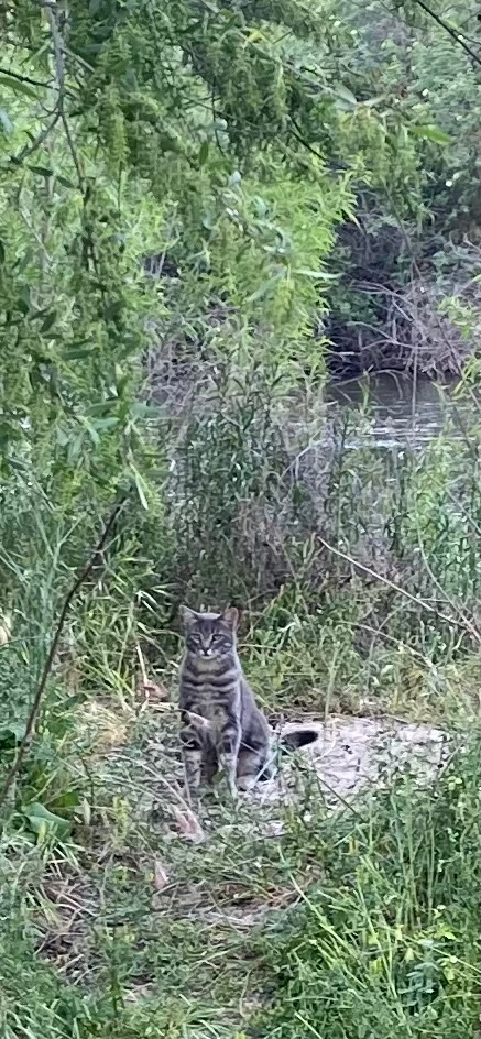 Okihi- Reimagining The Kern River