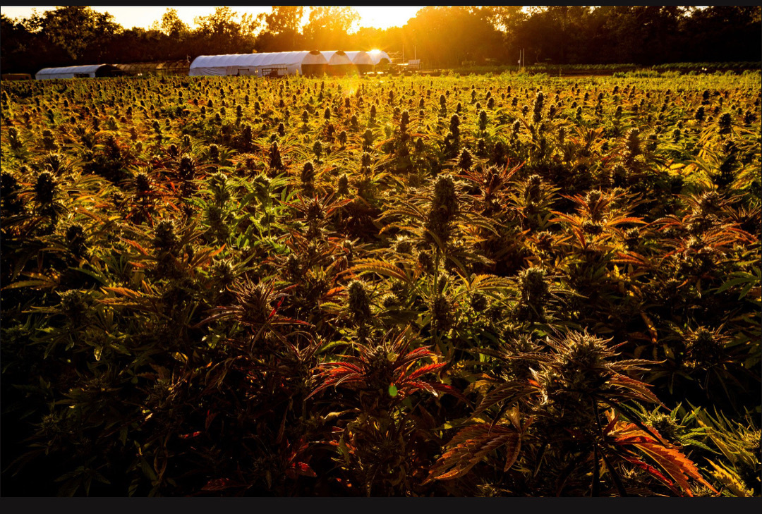 The Growing Family Collective Farm