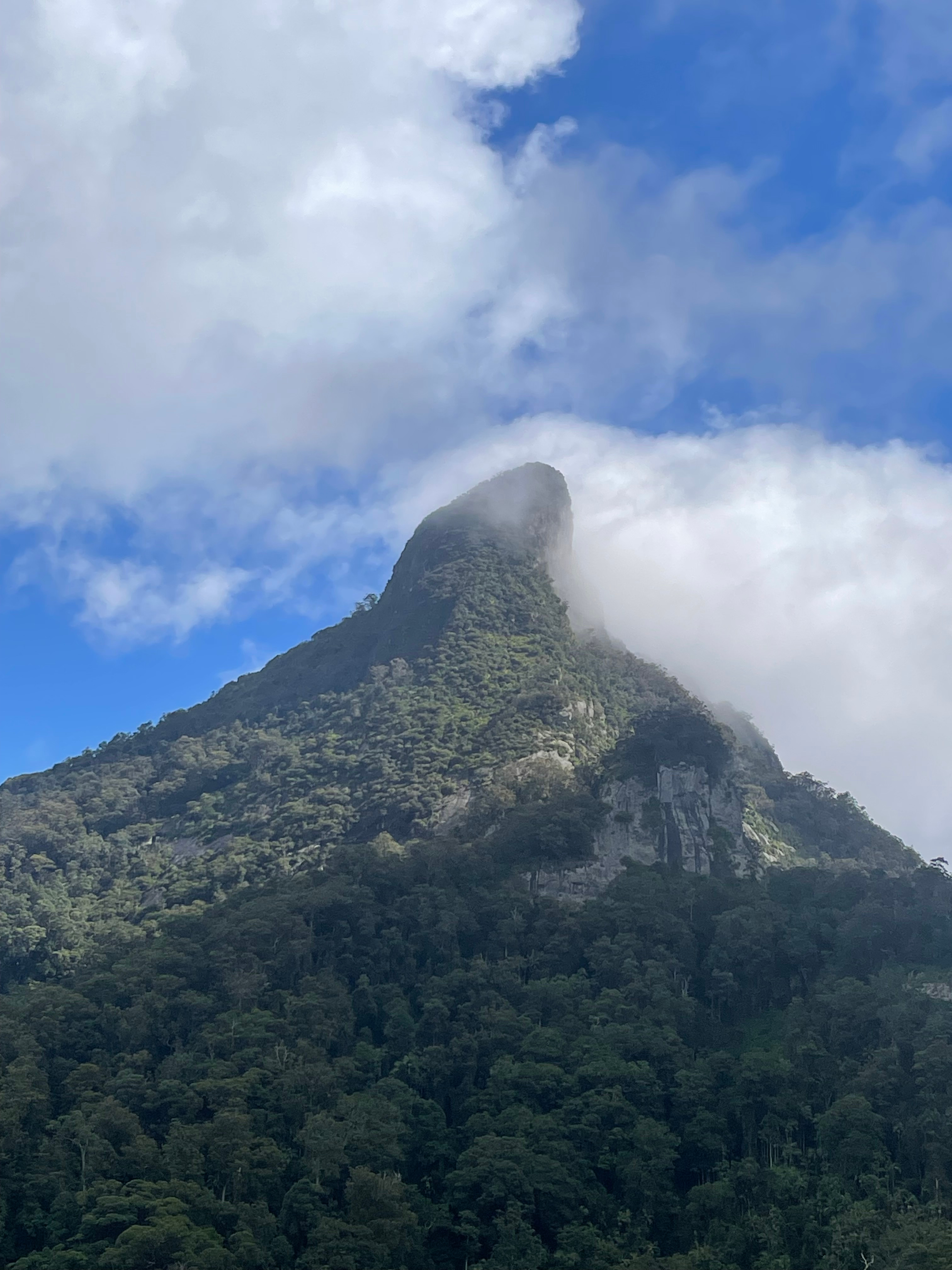View of Mt Warning from top of property 