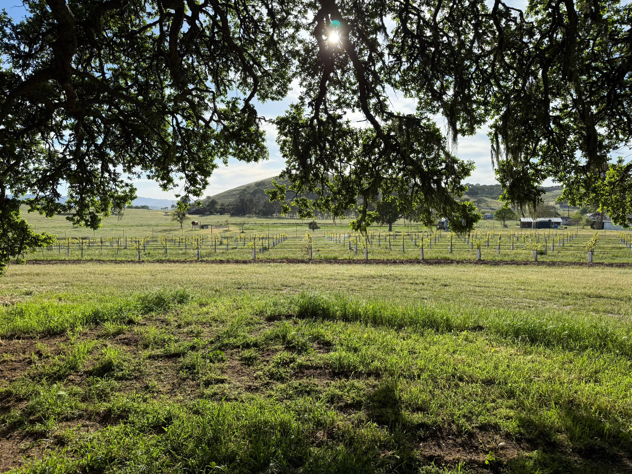 Surrounding views from Big Blue Oak site