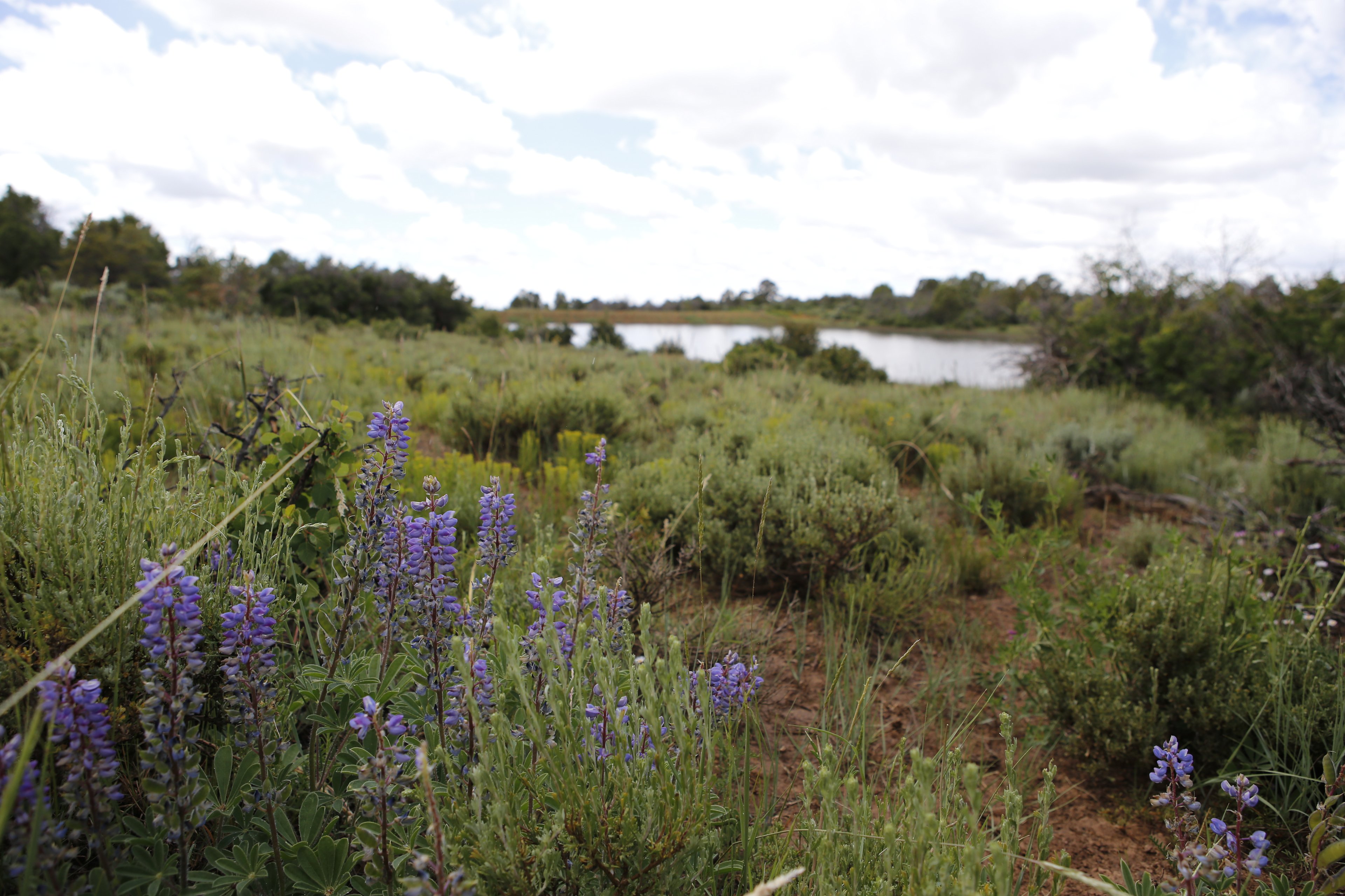Dolores River Rim Camp