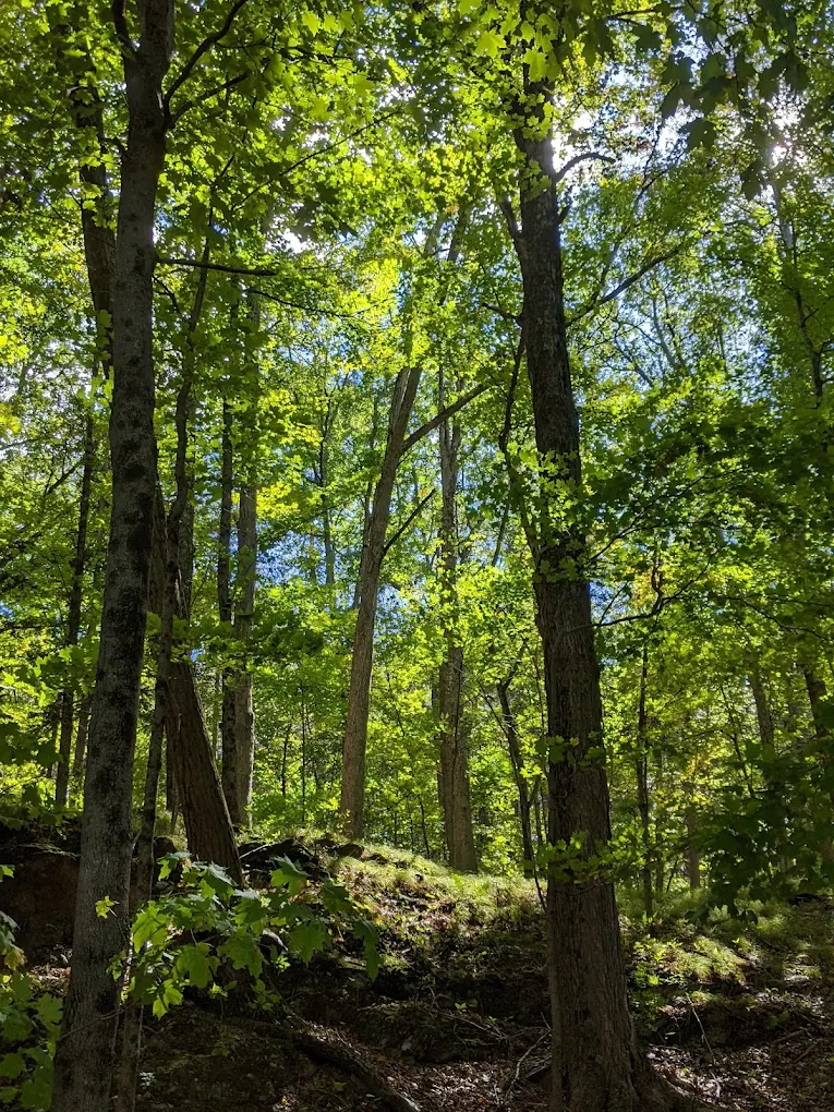Wilcox Memorial Park