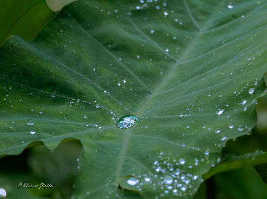 Jessria Eco Shalom Nature  Farm