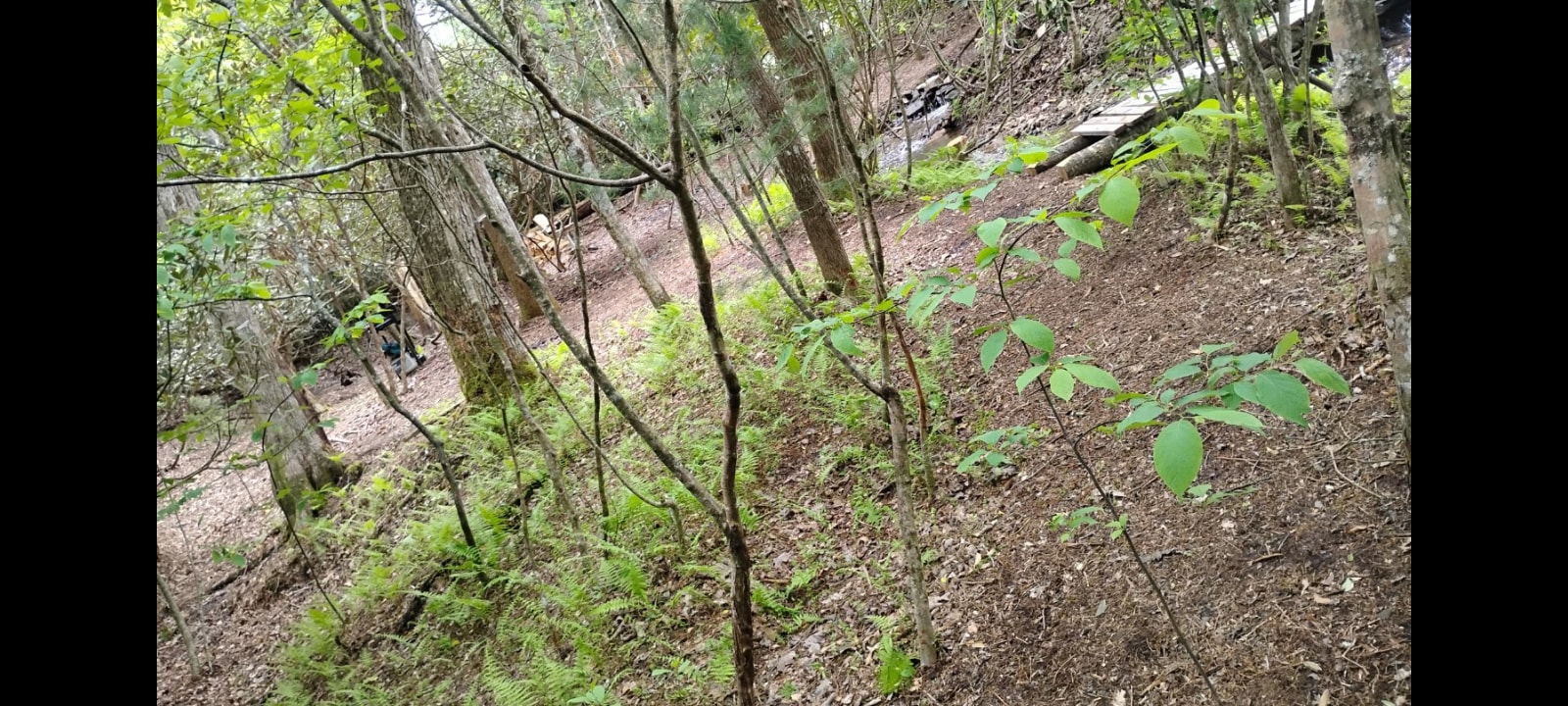 Owls Nest National Forest Border
