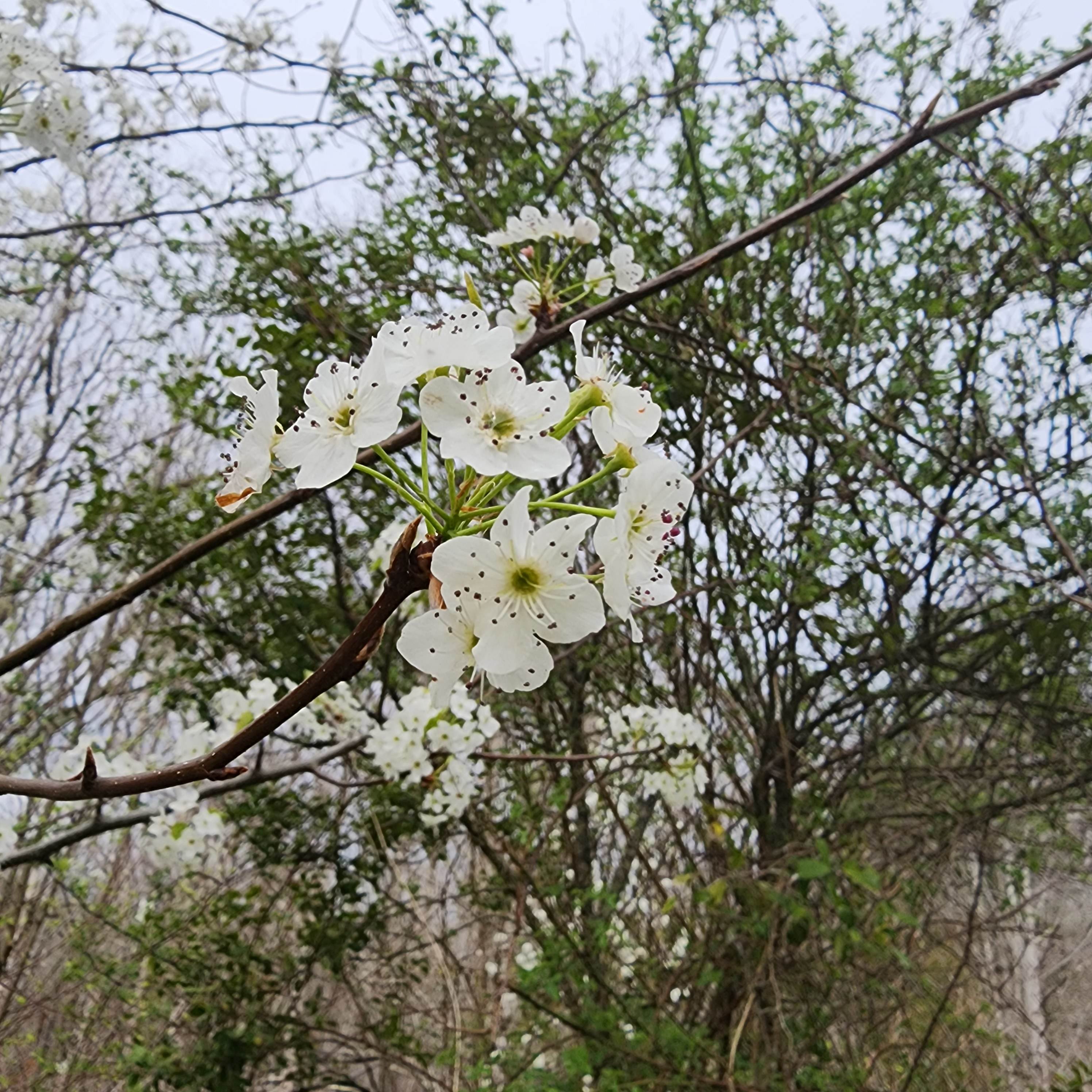 New River State Park