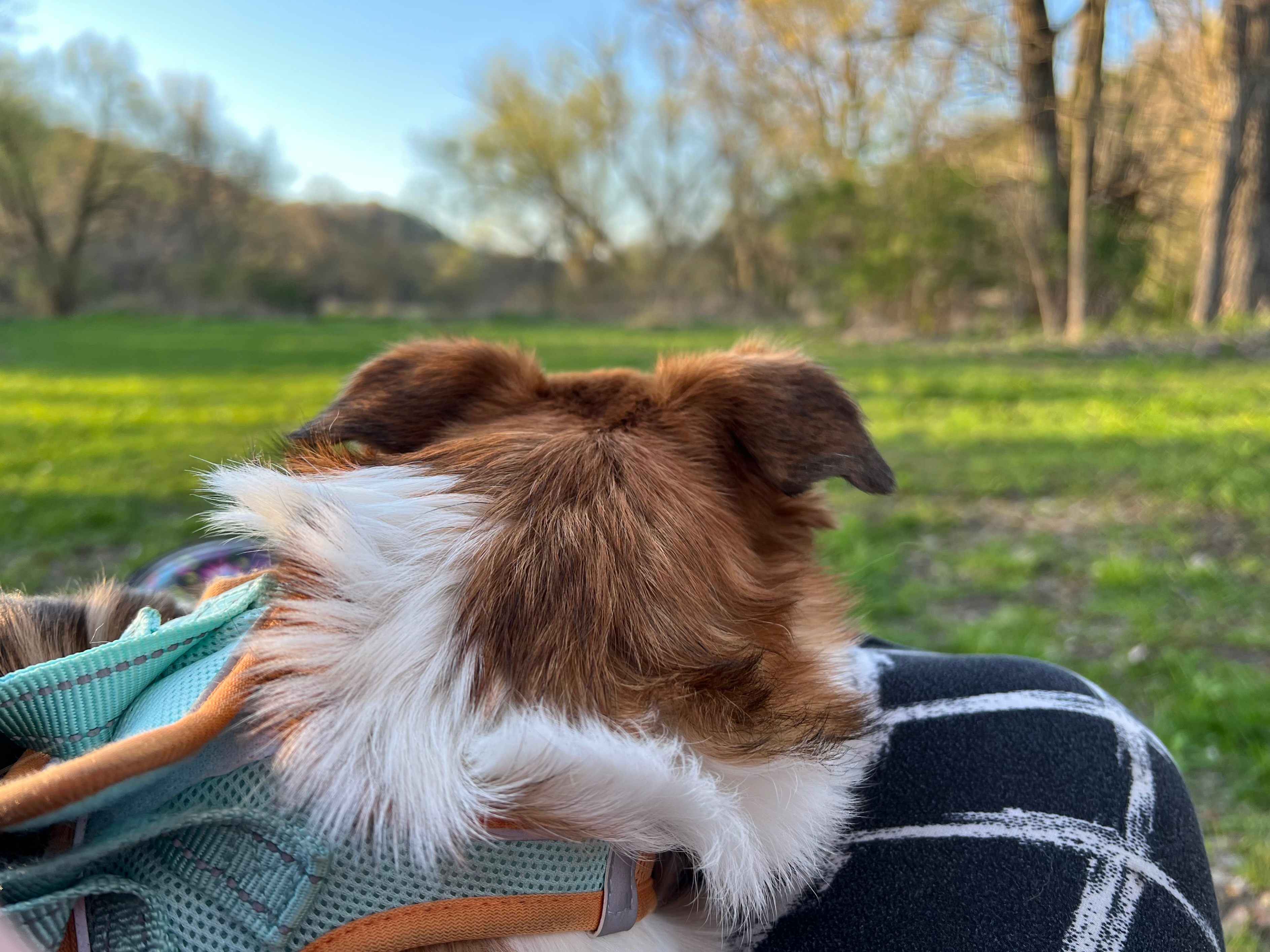 New Hartford trout camp