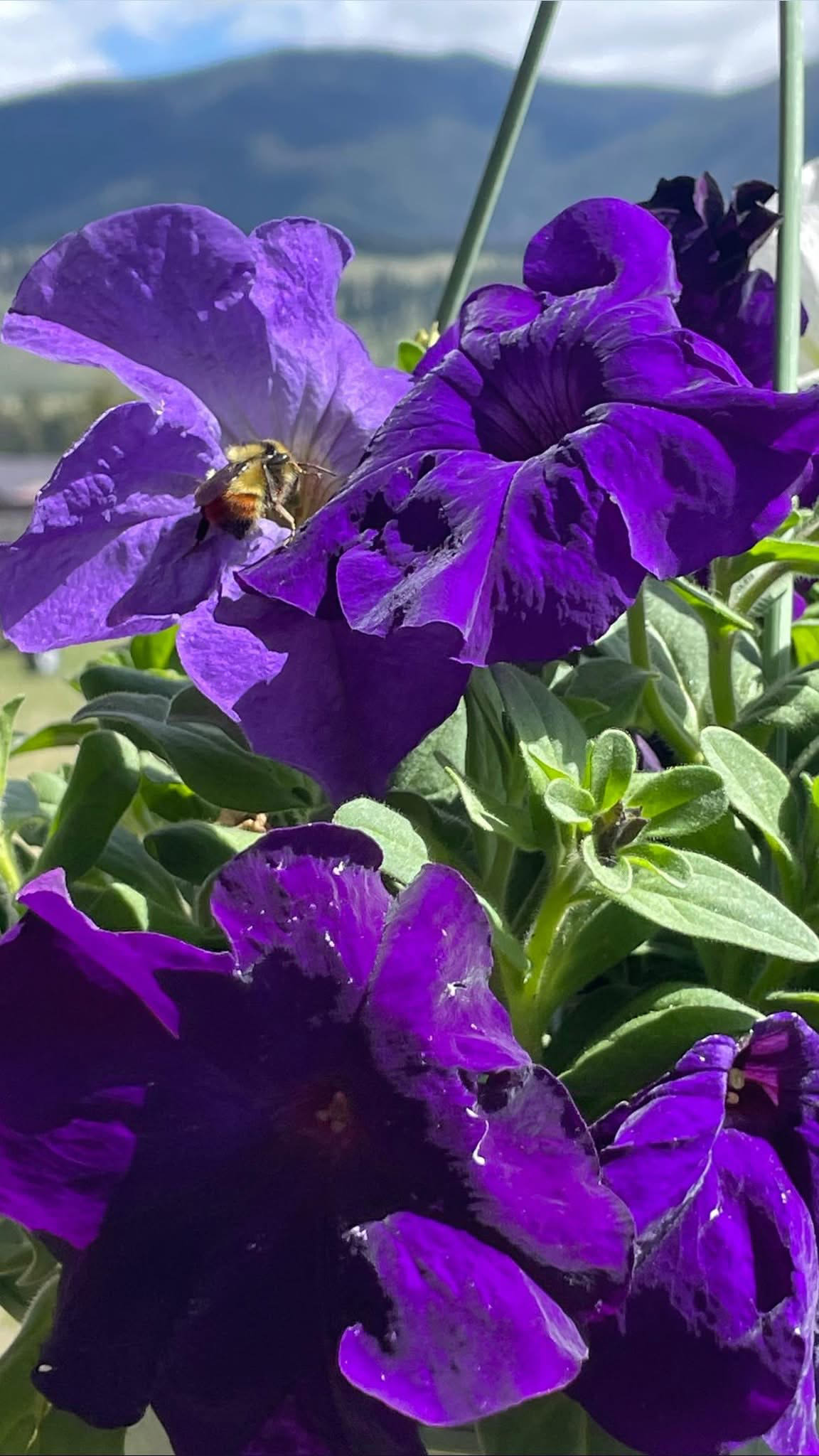 The Jeremiah Johnson Retreat