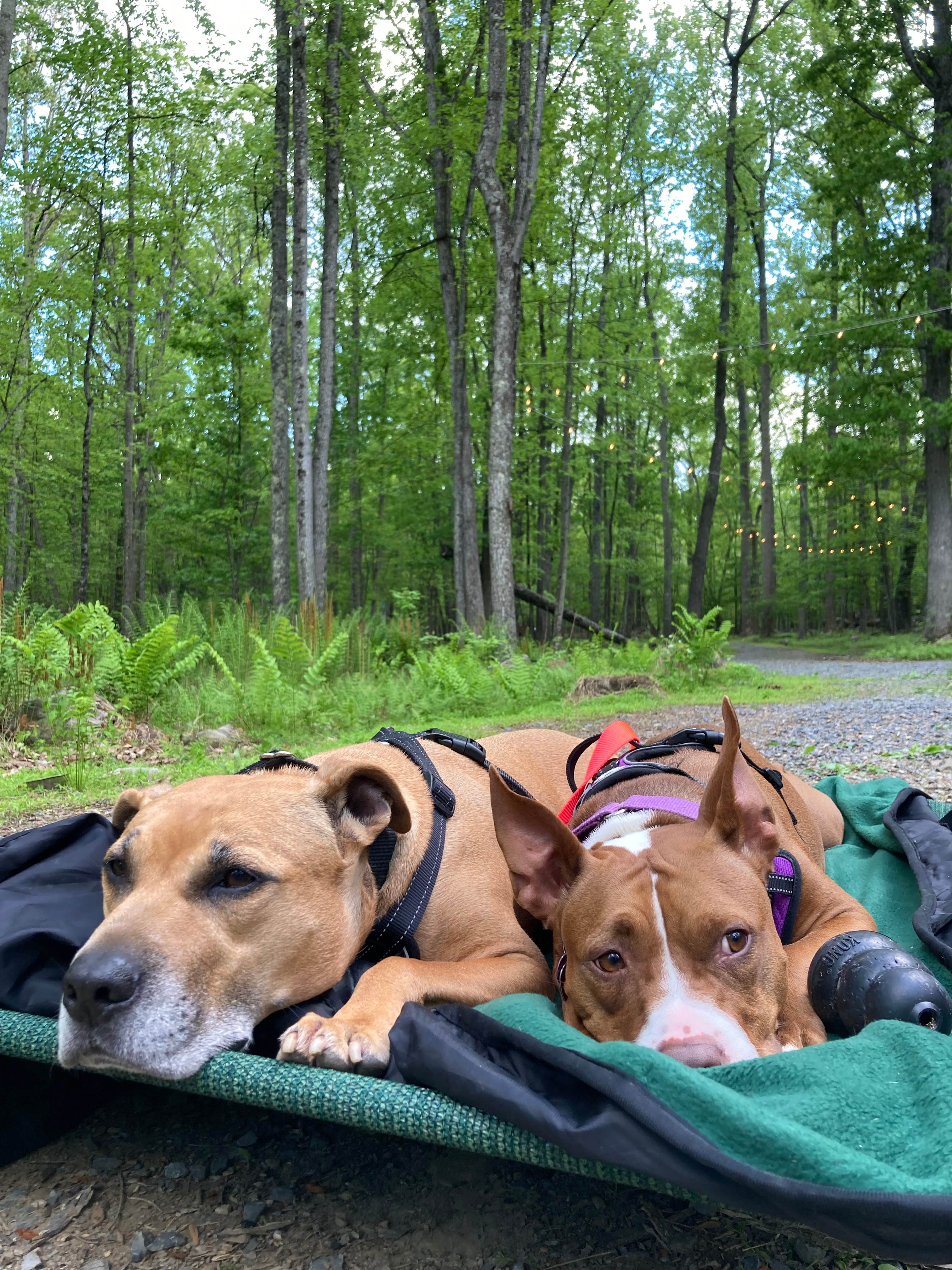 Primitive Cozy Cabin