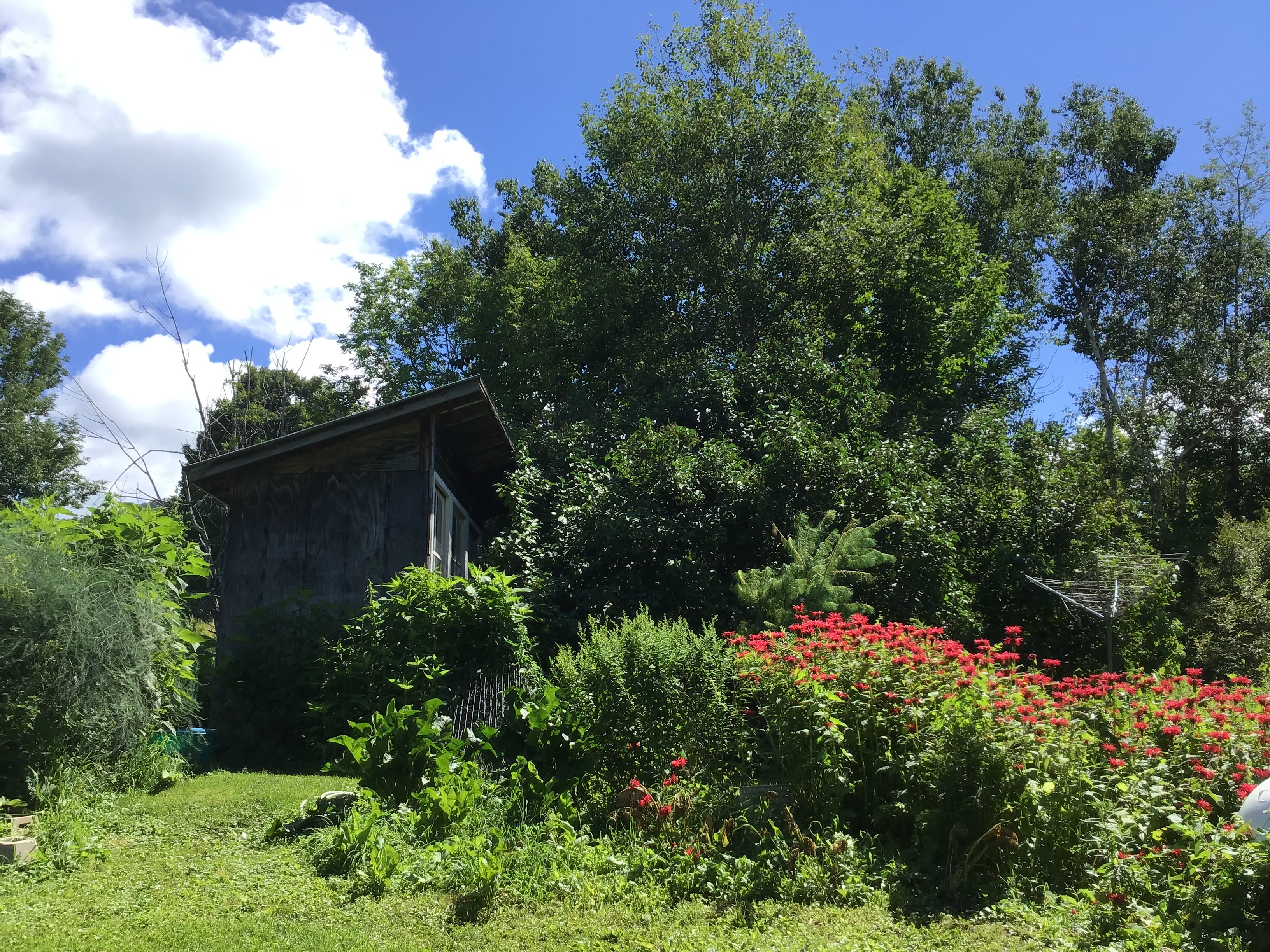 The outhouse in the bee balm patch