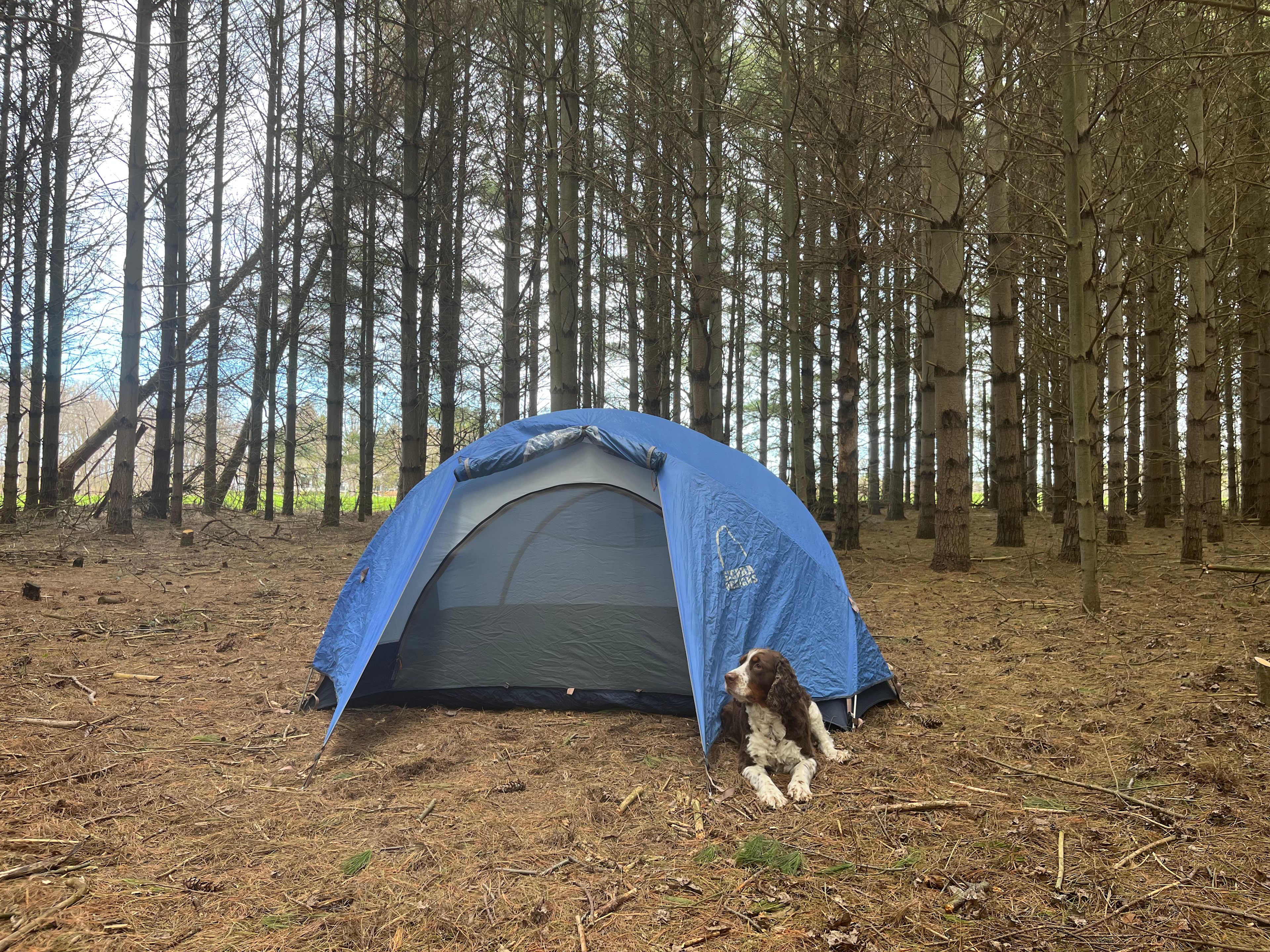 White Pine Forest Farm
