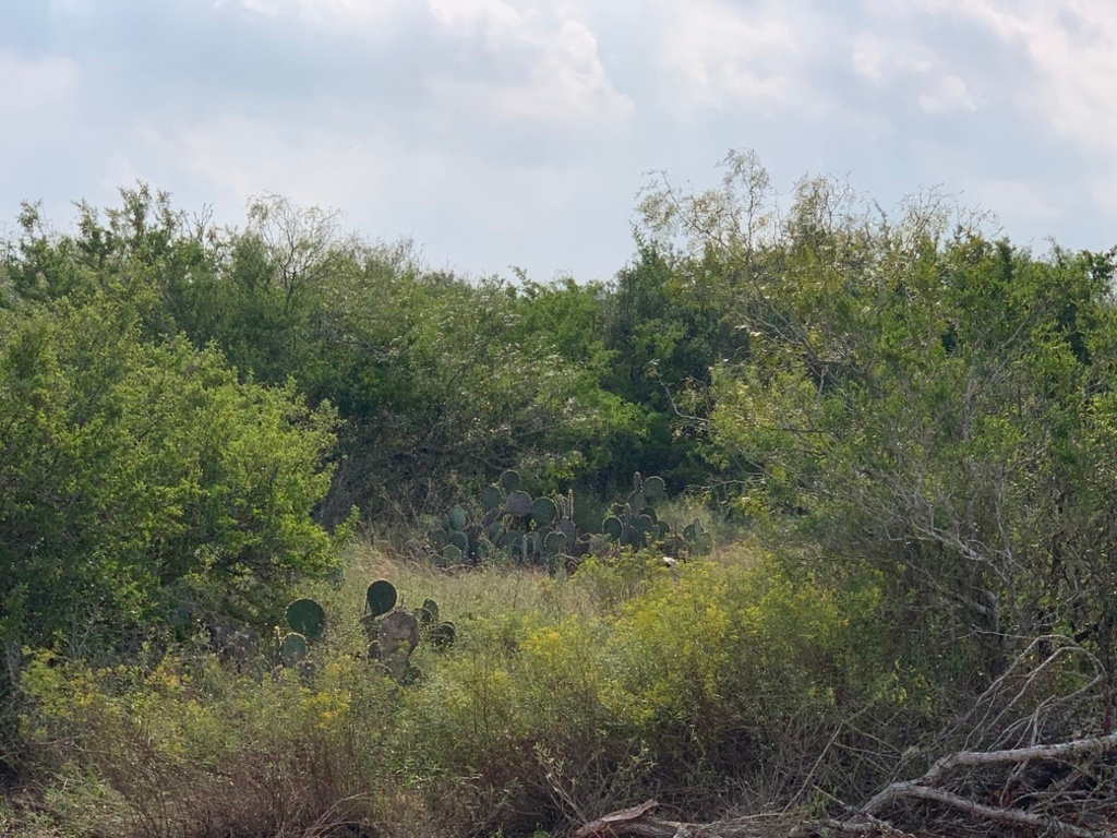 Wilderness "Forest Bathing" Site