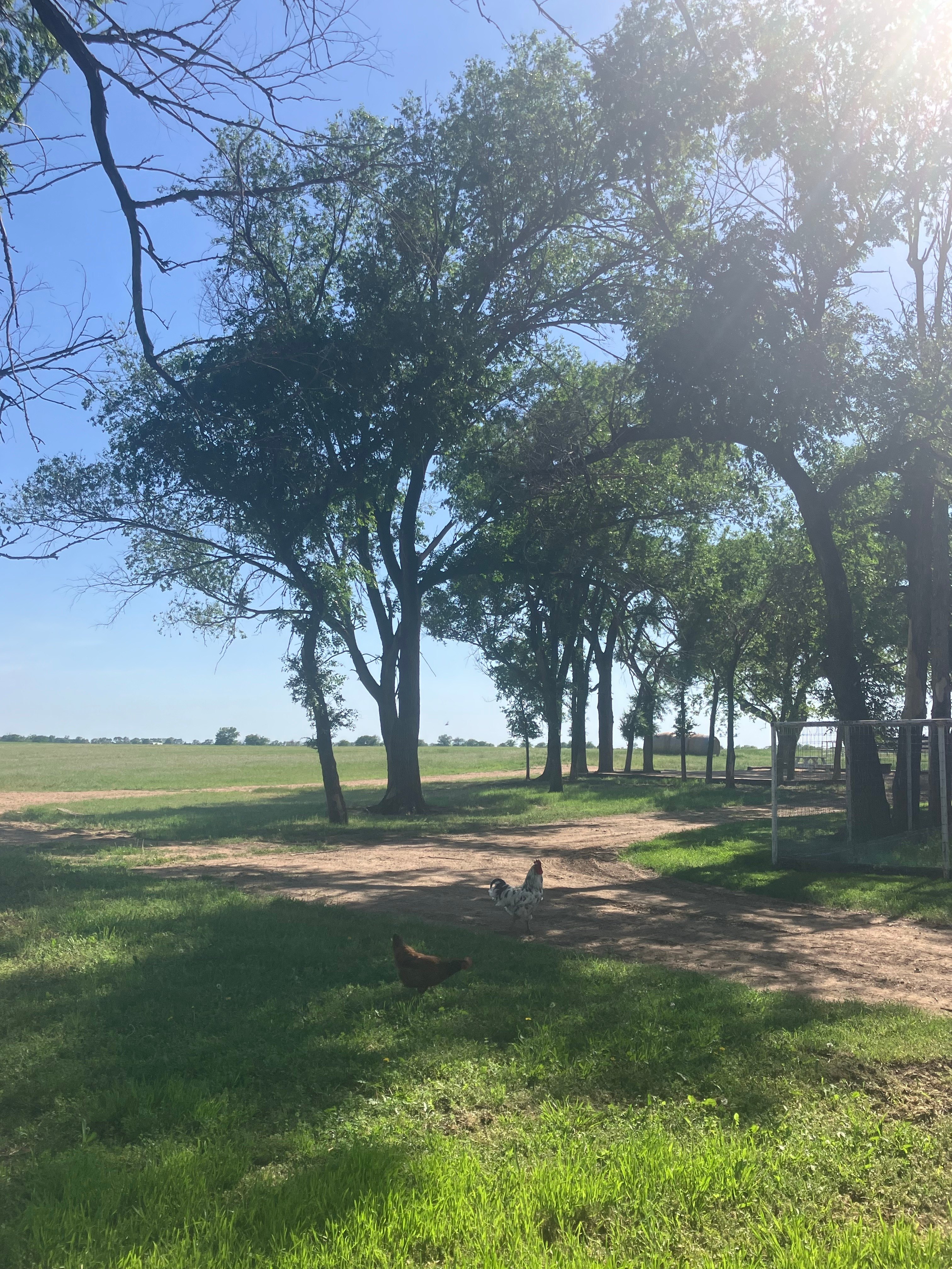 The lane on the far side of the trees is the path you will take. Small campers can circle  into the spot. Larger campers may have to back in.