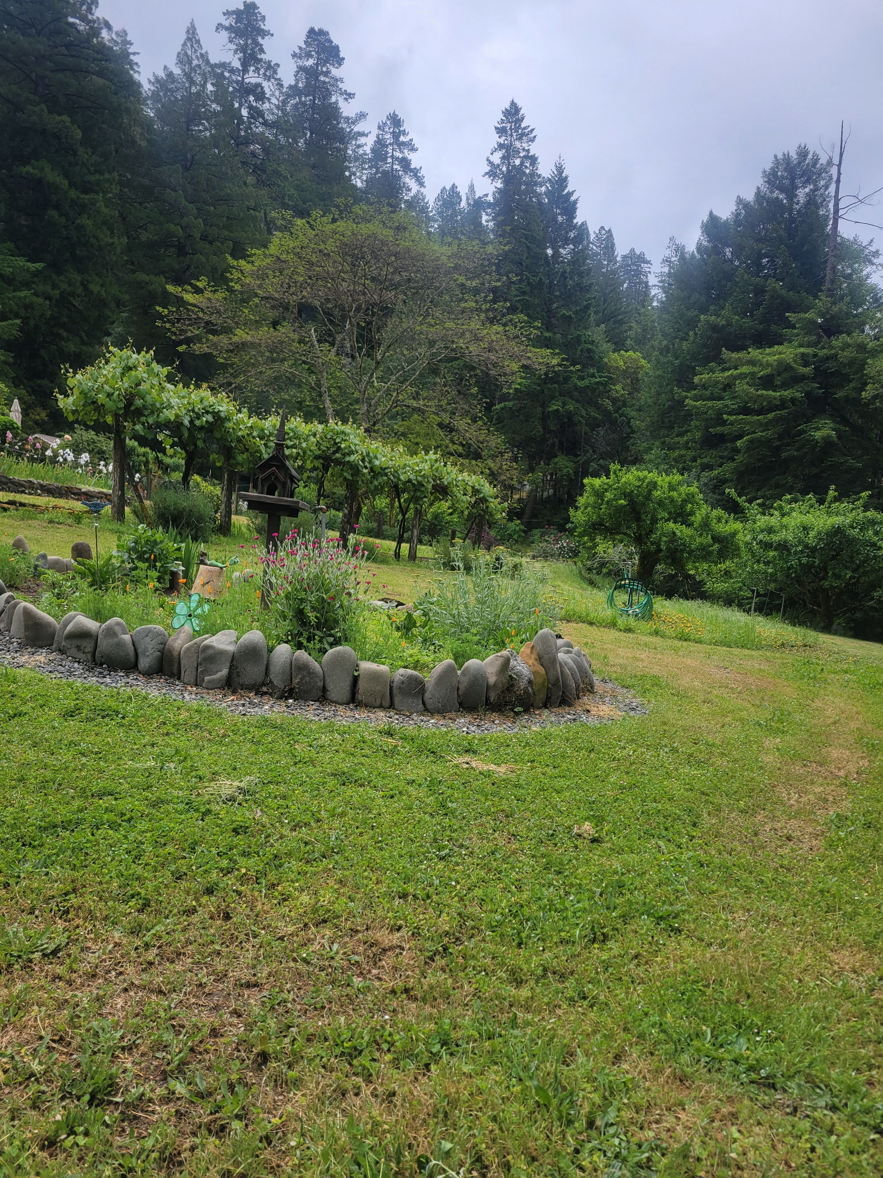 Tranquility in the Redwoods