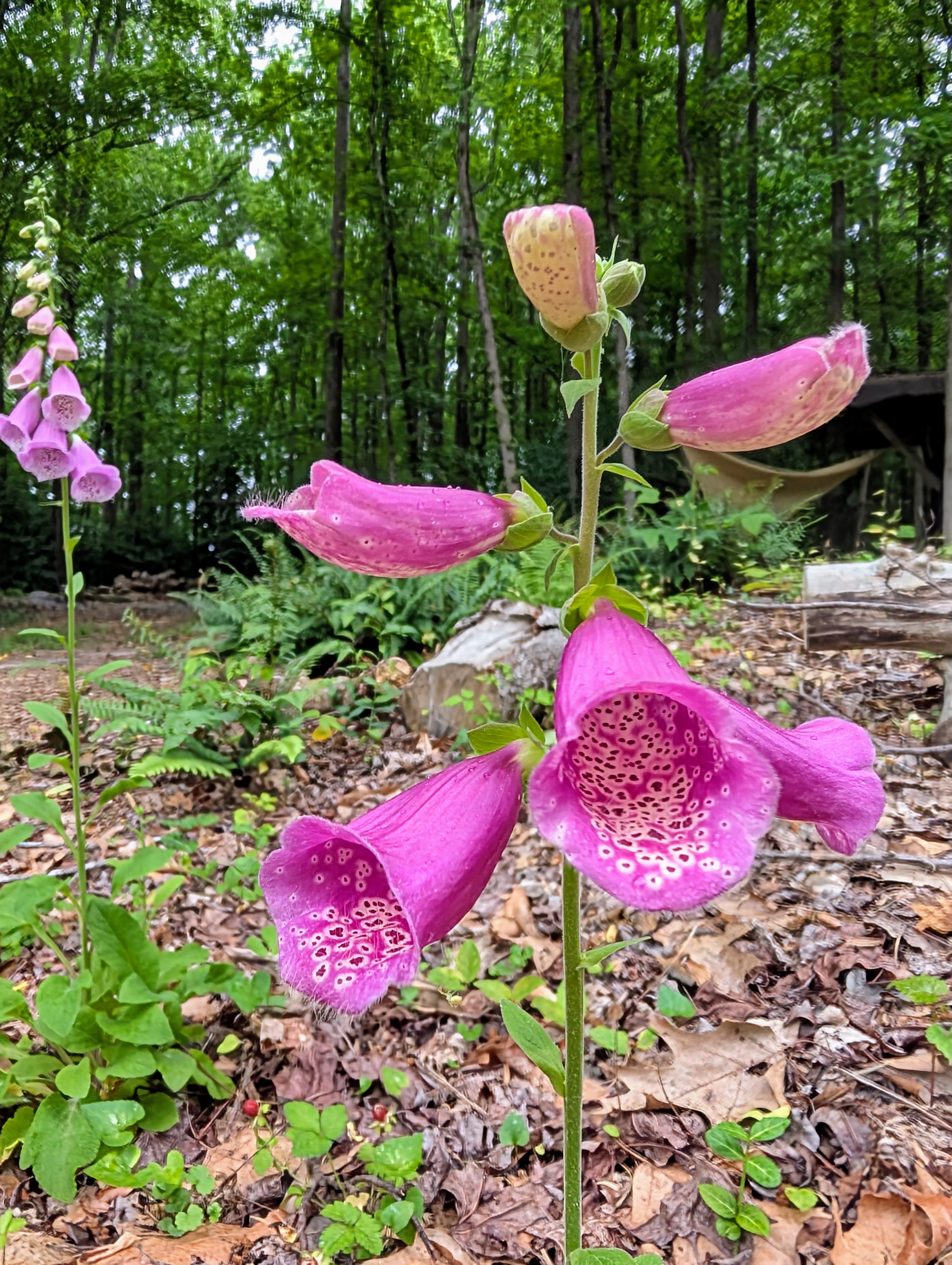 Flower & Fields Farm