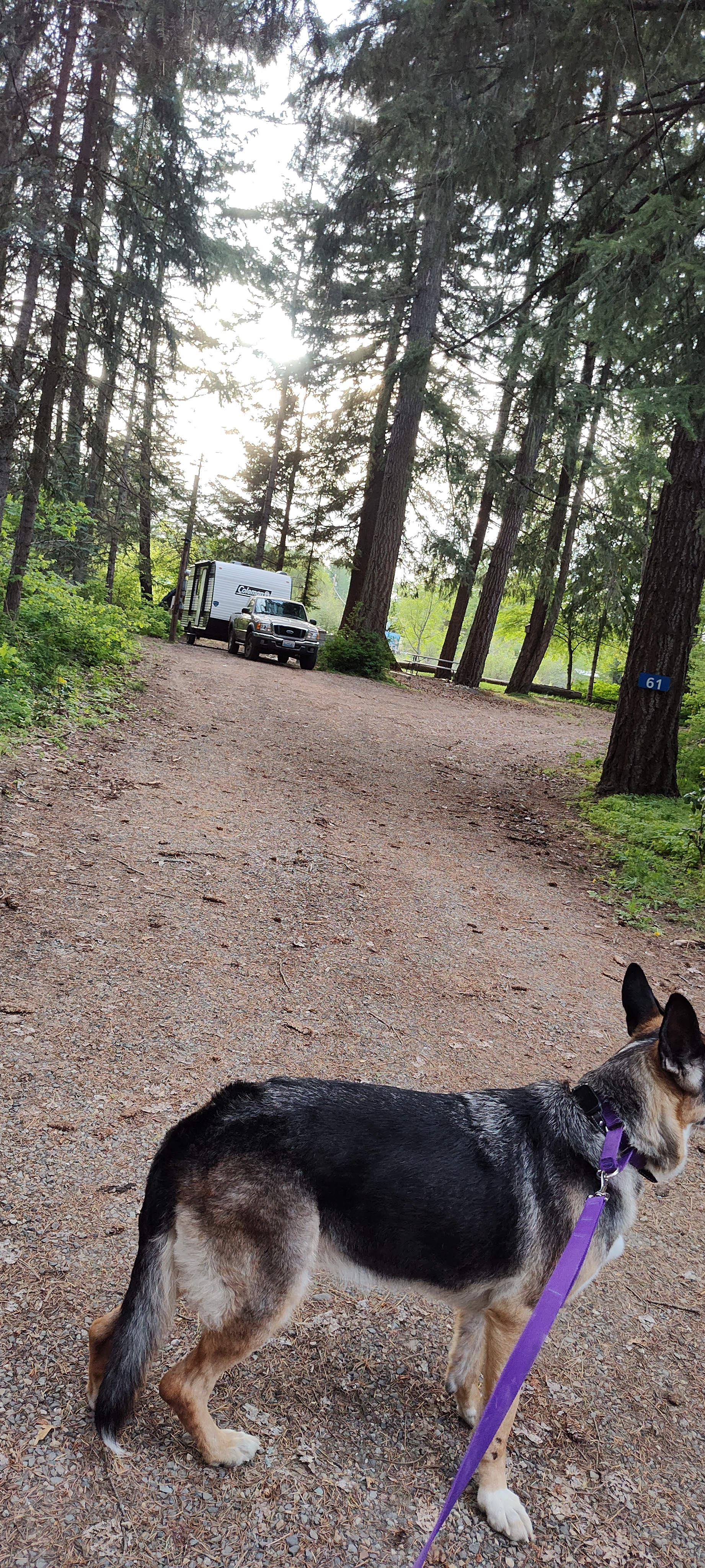 Heron's Rookery at Yakima River
