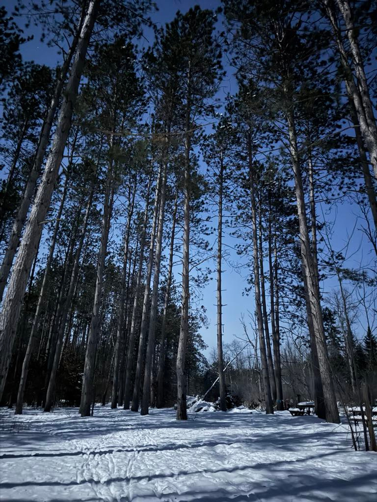 The Magic Forest