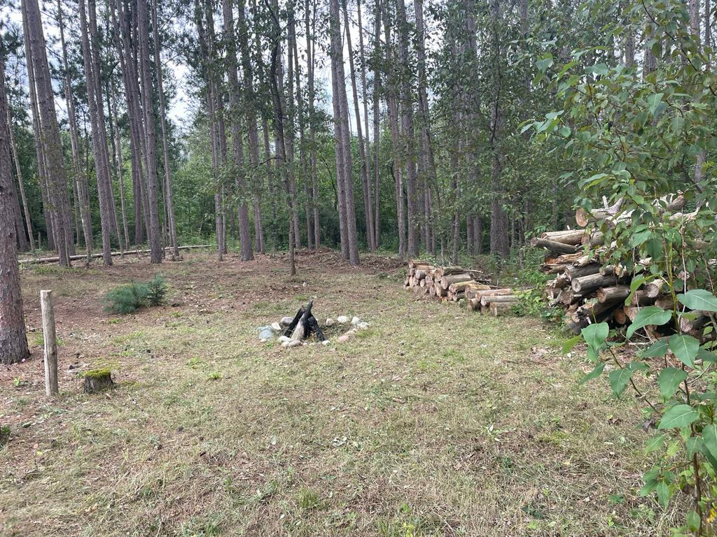The Magic Forest