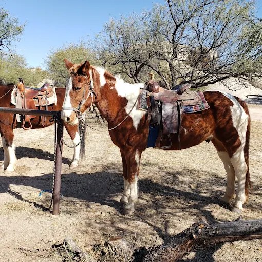 Triangle T Guest Ranch