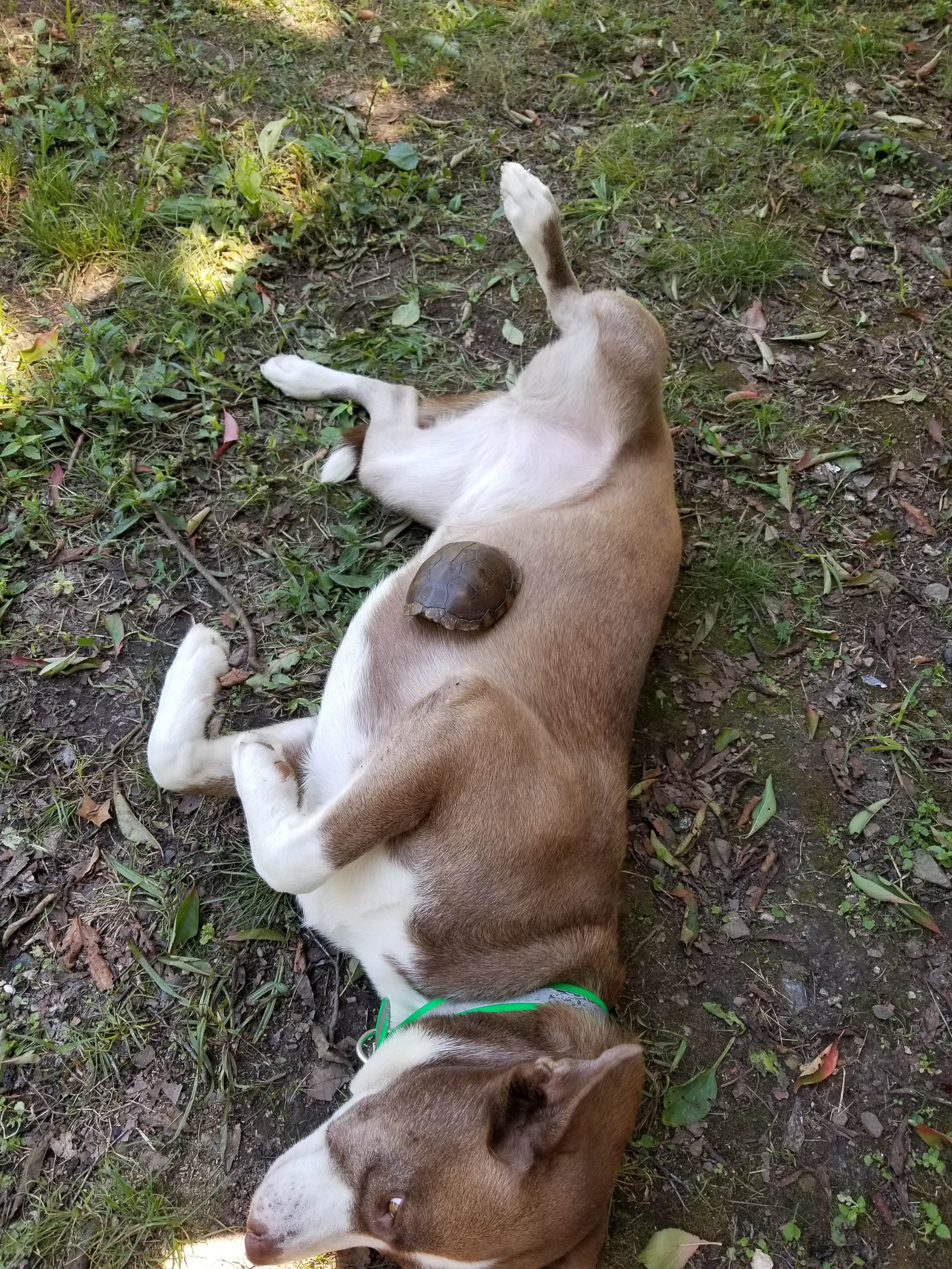 Womble Inn Of Solis Manor