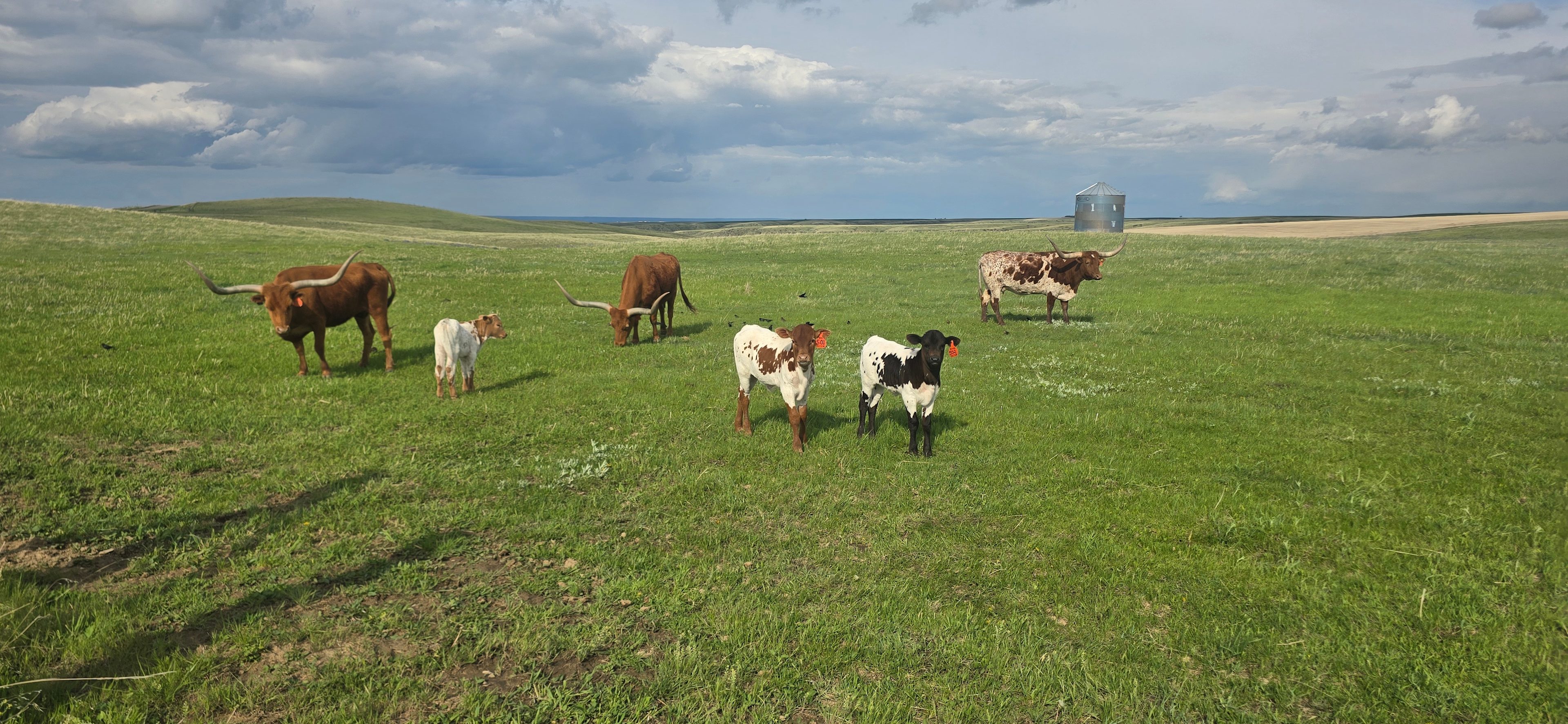 Montana Safari
