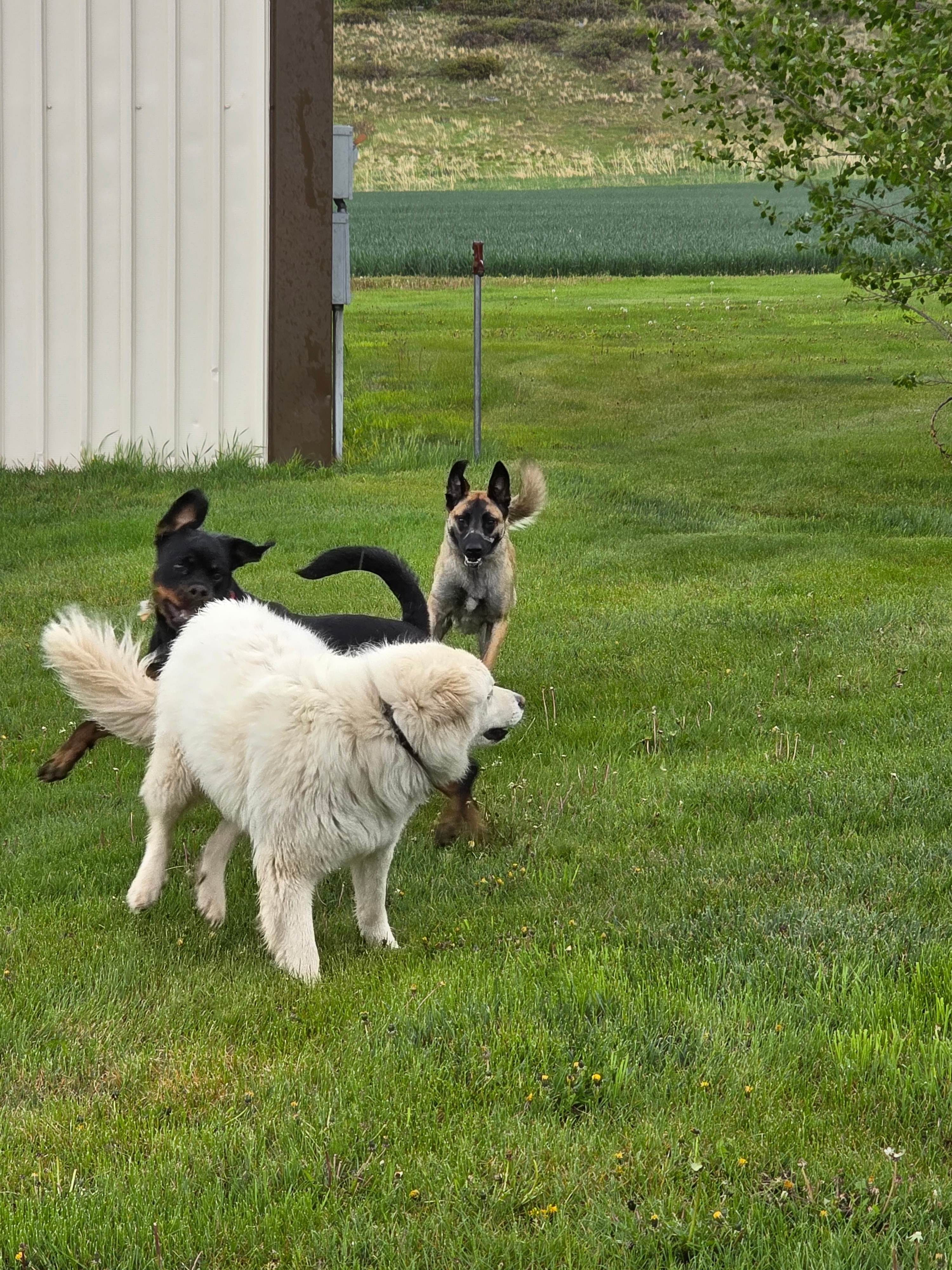 Montana Country & Stone Barns