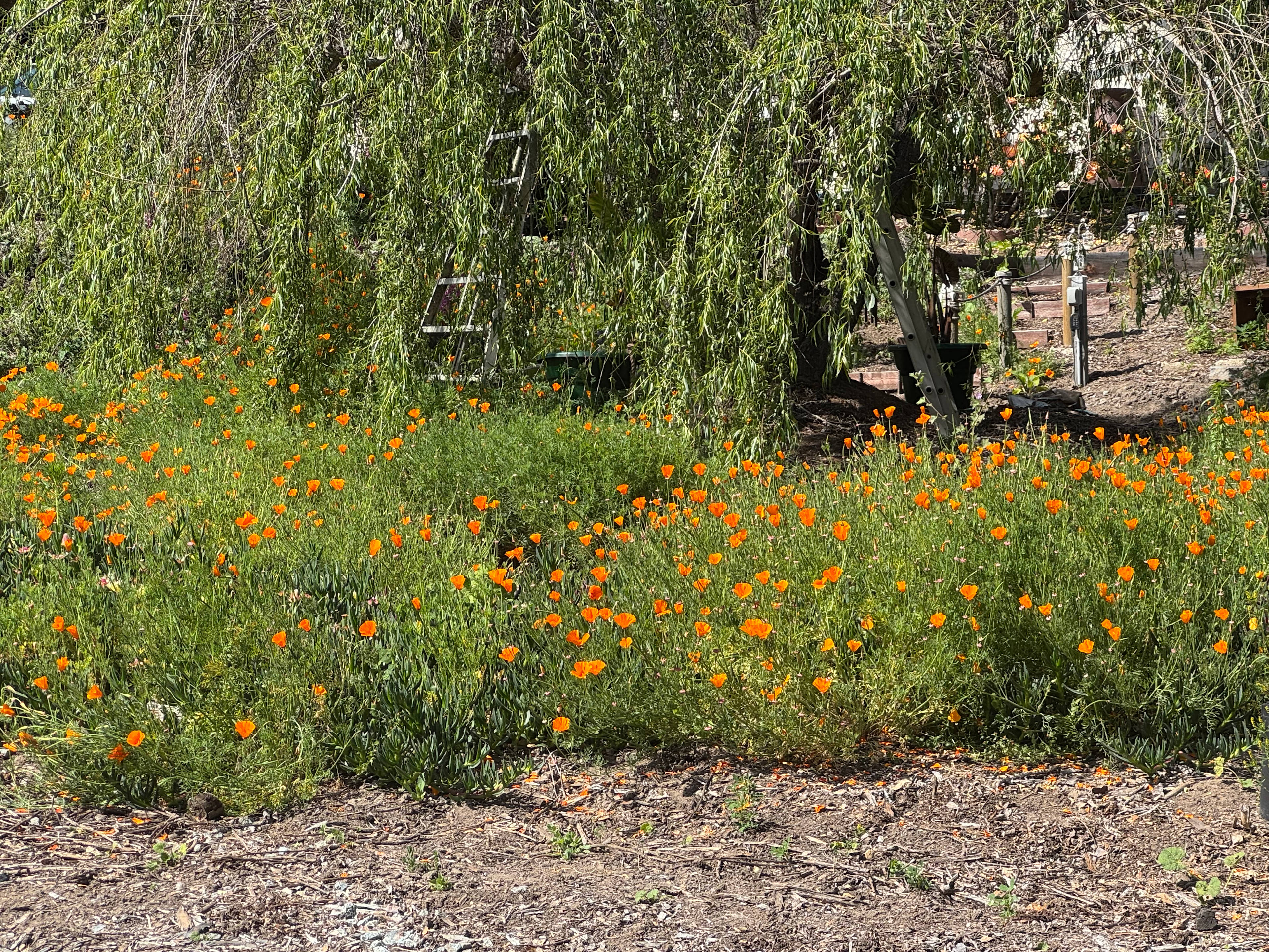 Willow Tree and Spring Poppies