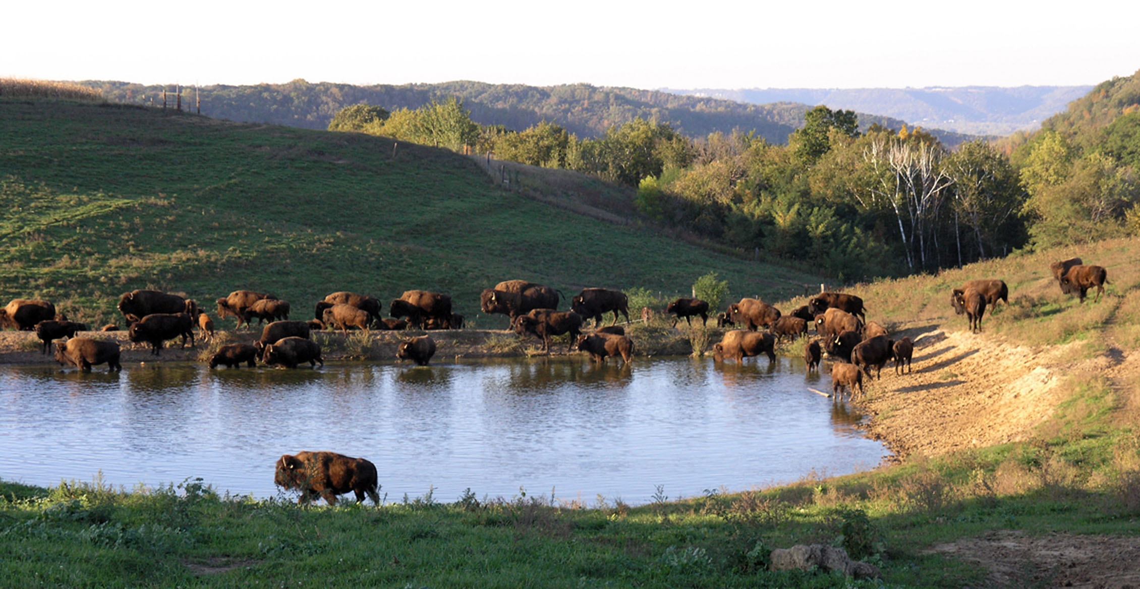 Bison Hill Ranch