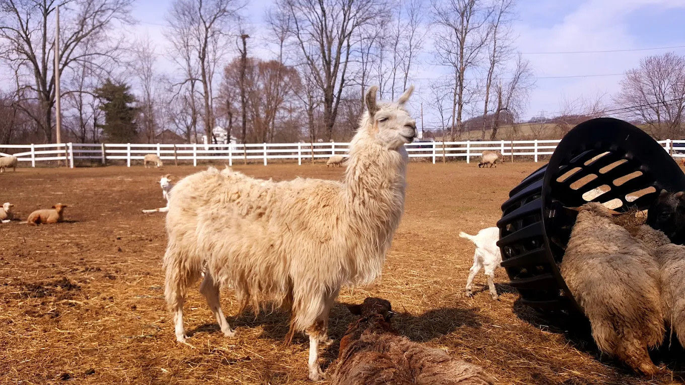 Clover Hill Farm