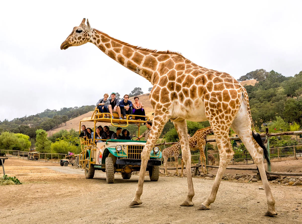 Safari West