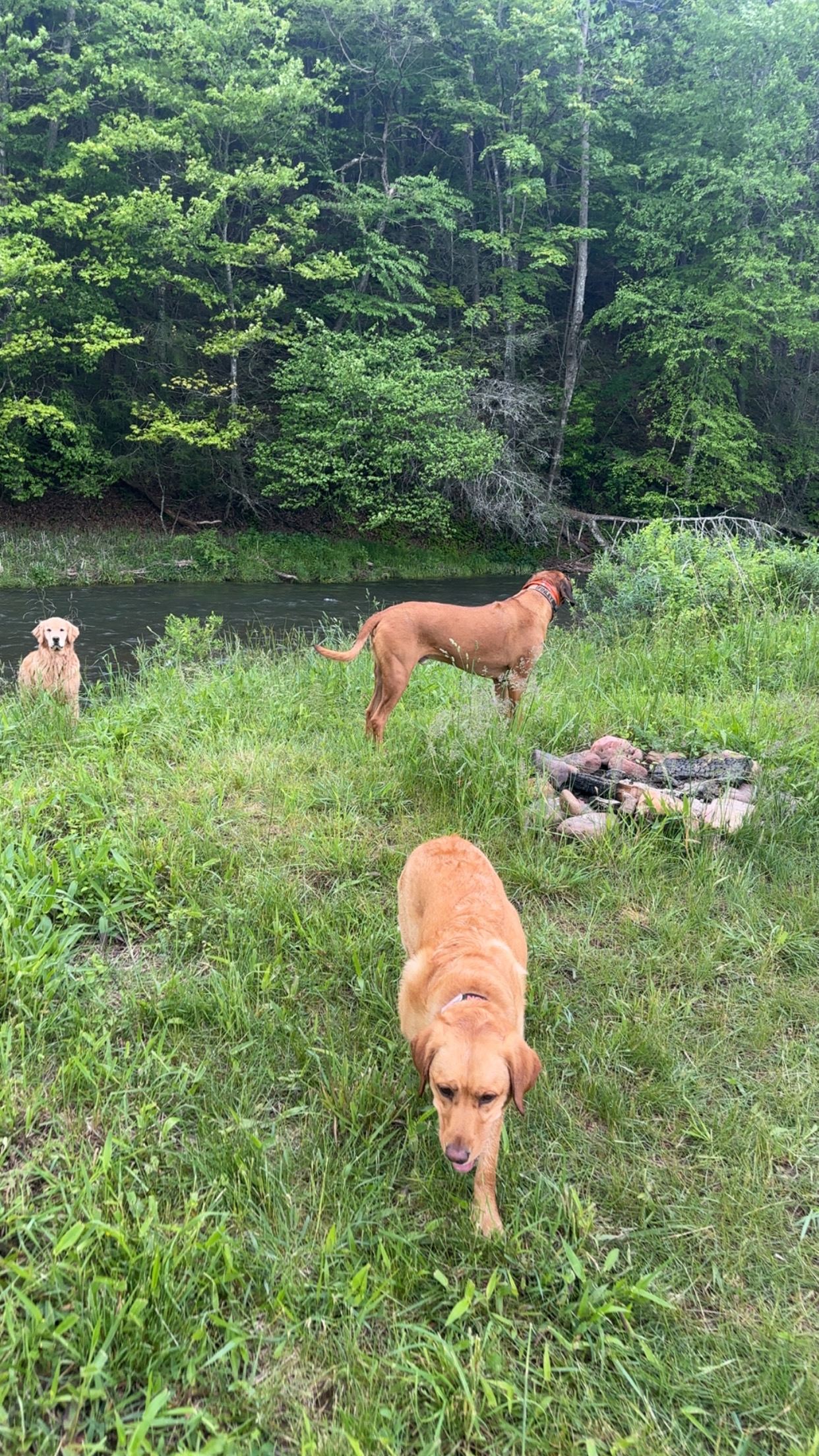 Dogs loved the water!