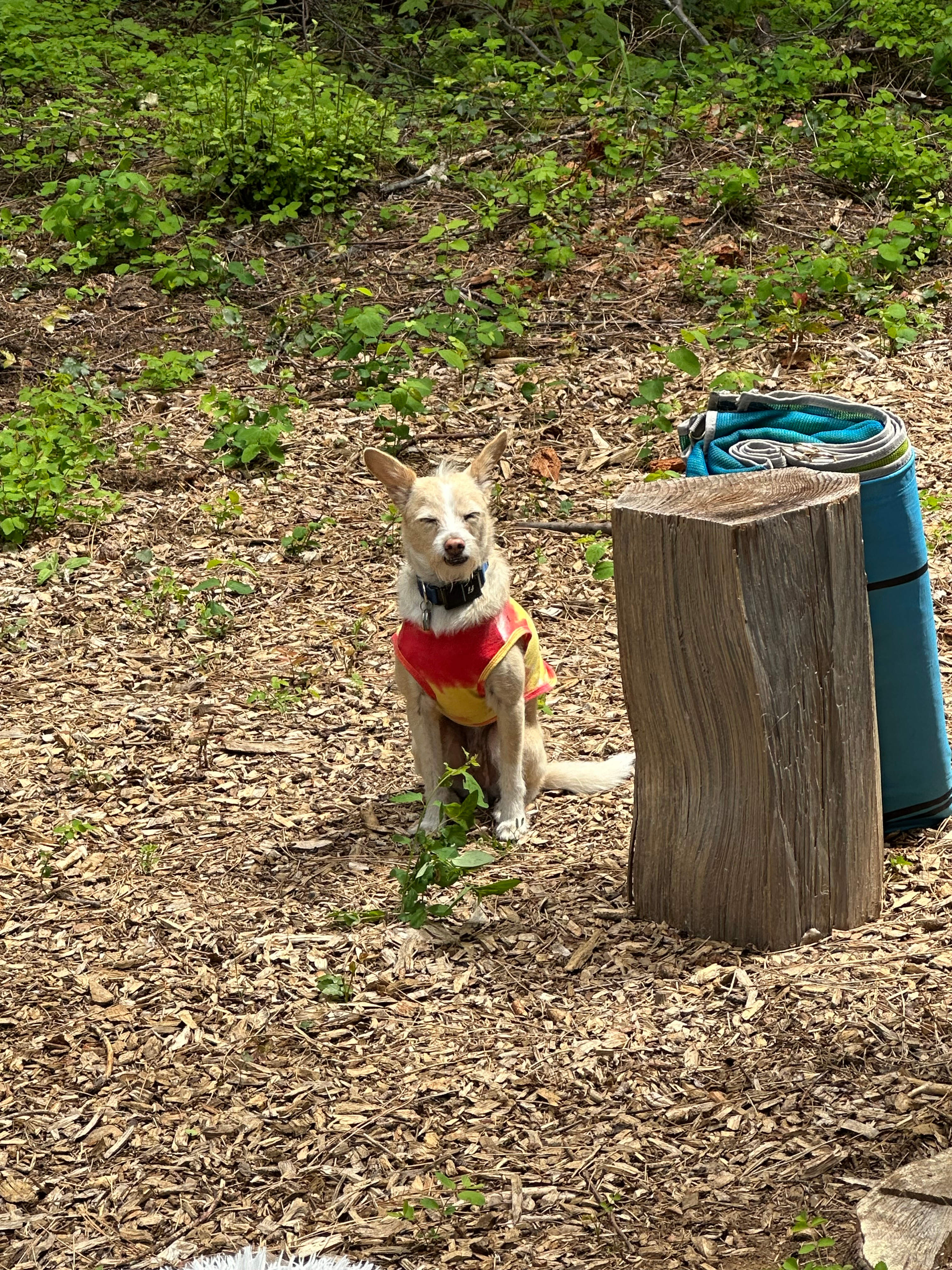 Pine Peak - Dirt bike - ATV - RV