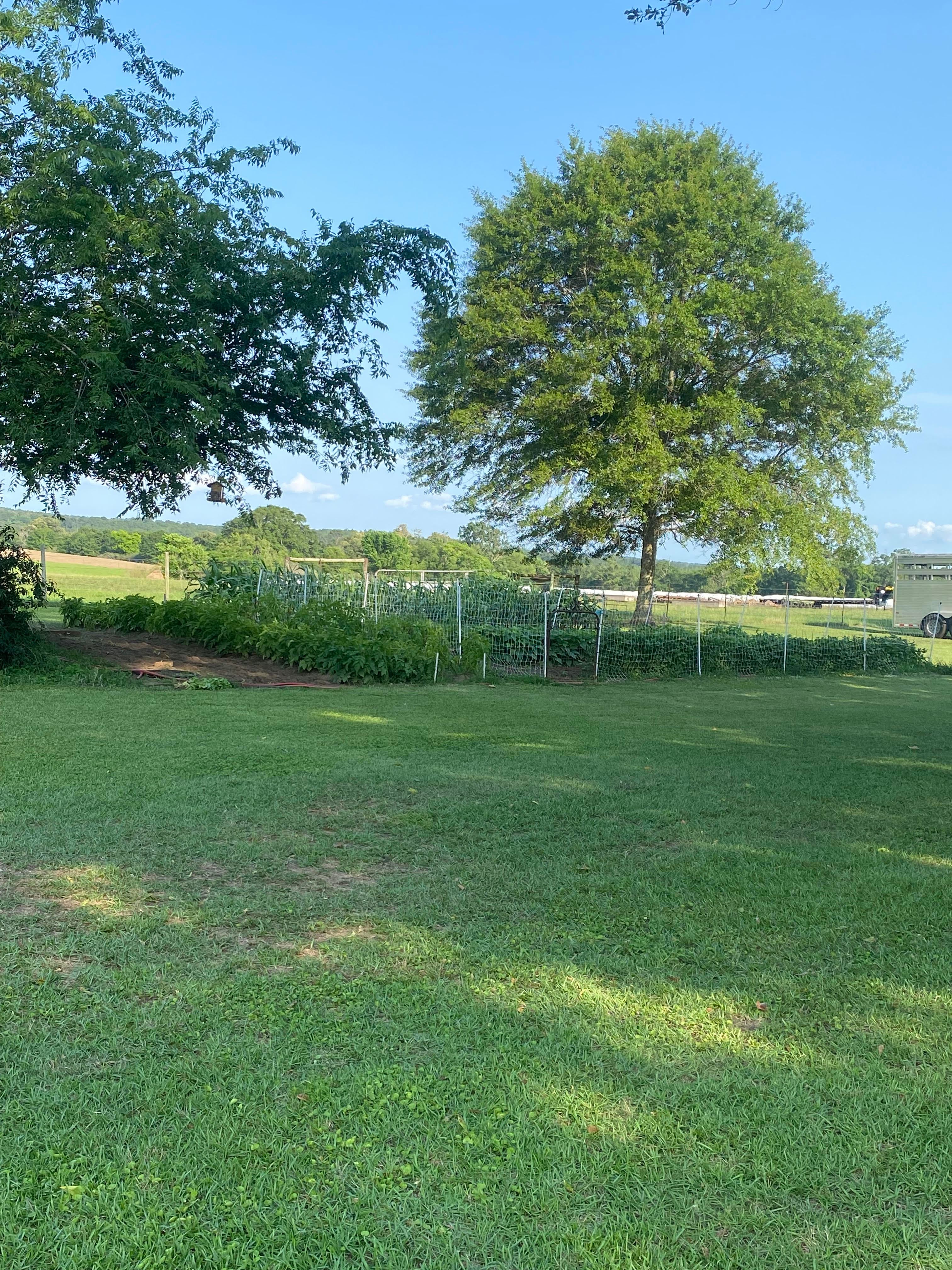 Whispering Wind In The Live Oaks