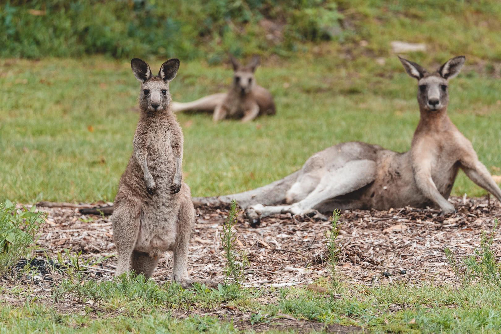 Tathra Beach Eco Camp
