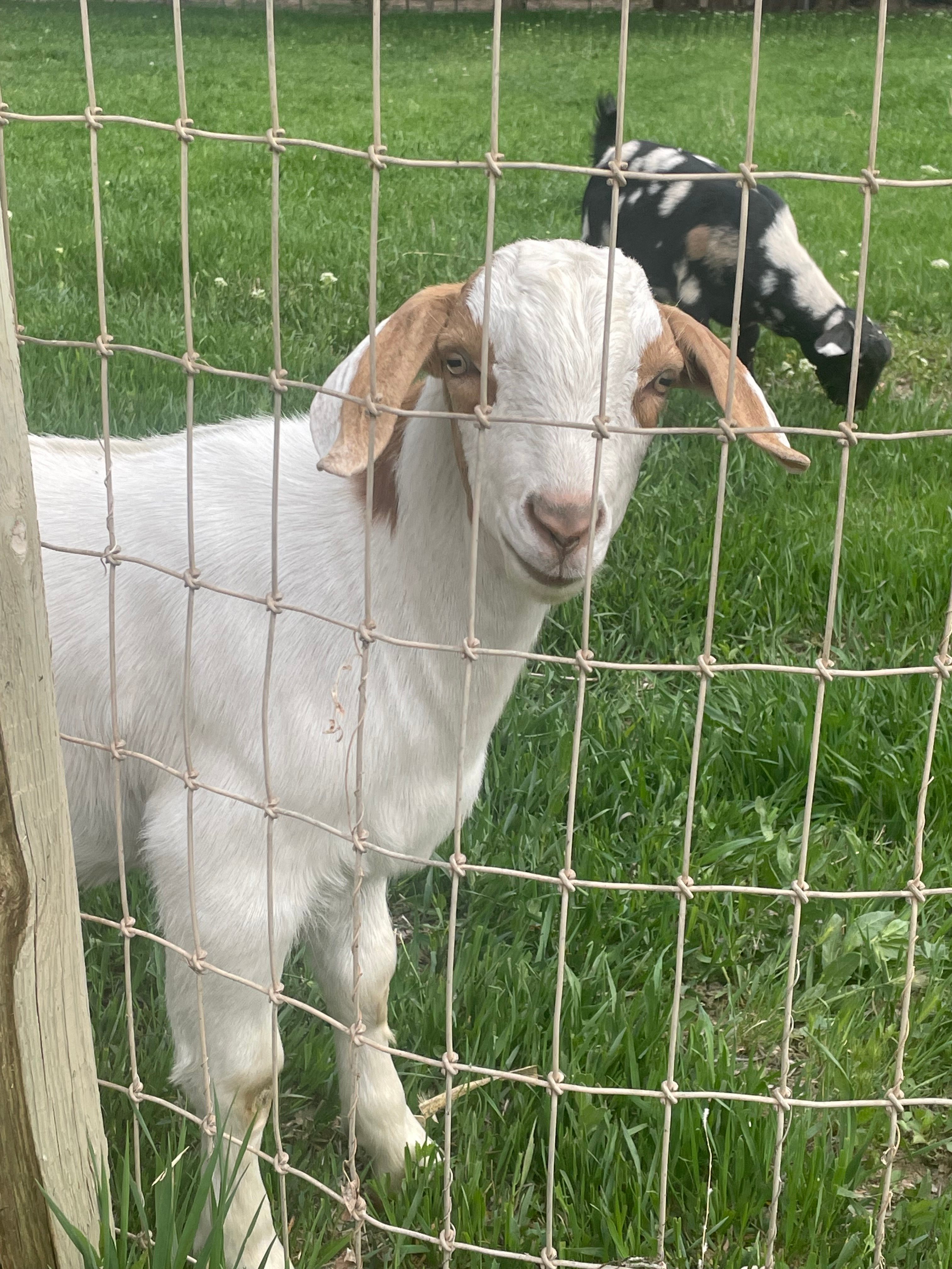 Delta Hobby Farm