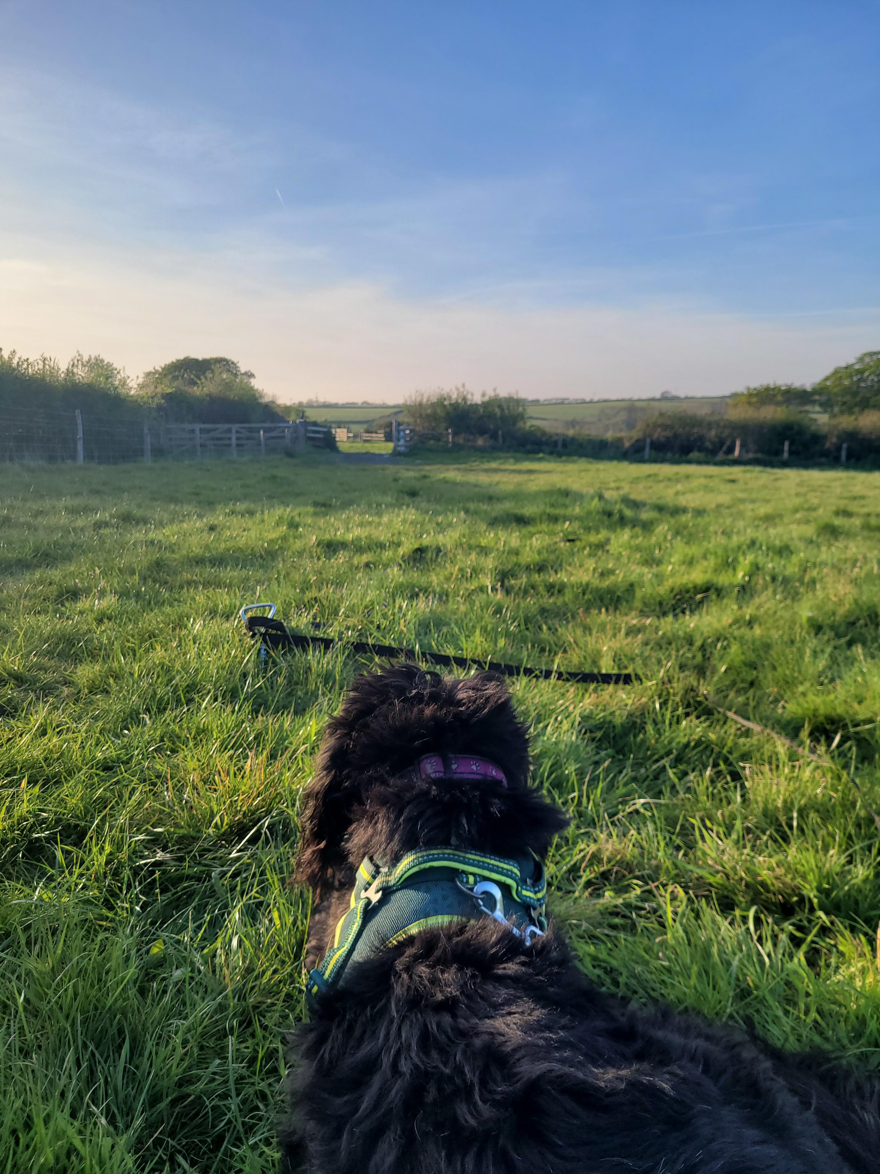 Milkmaid Meadow Campsite