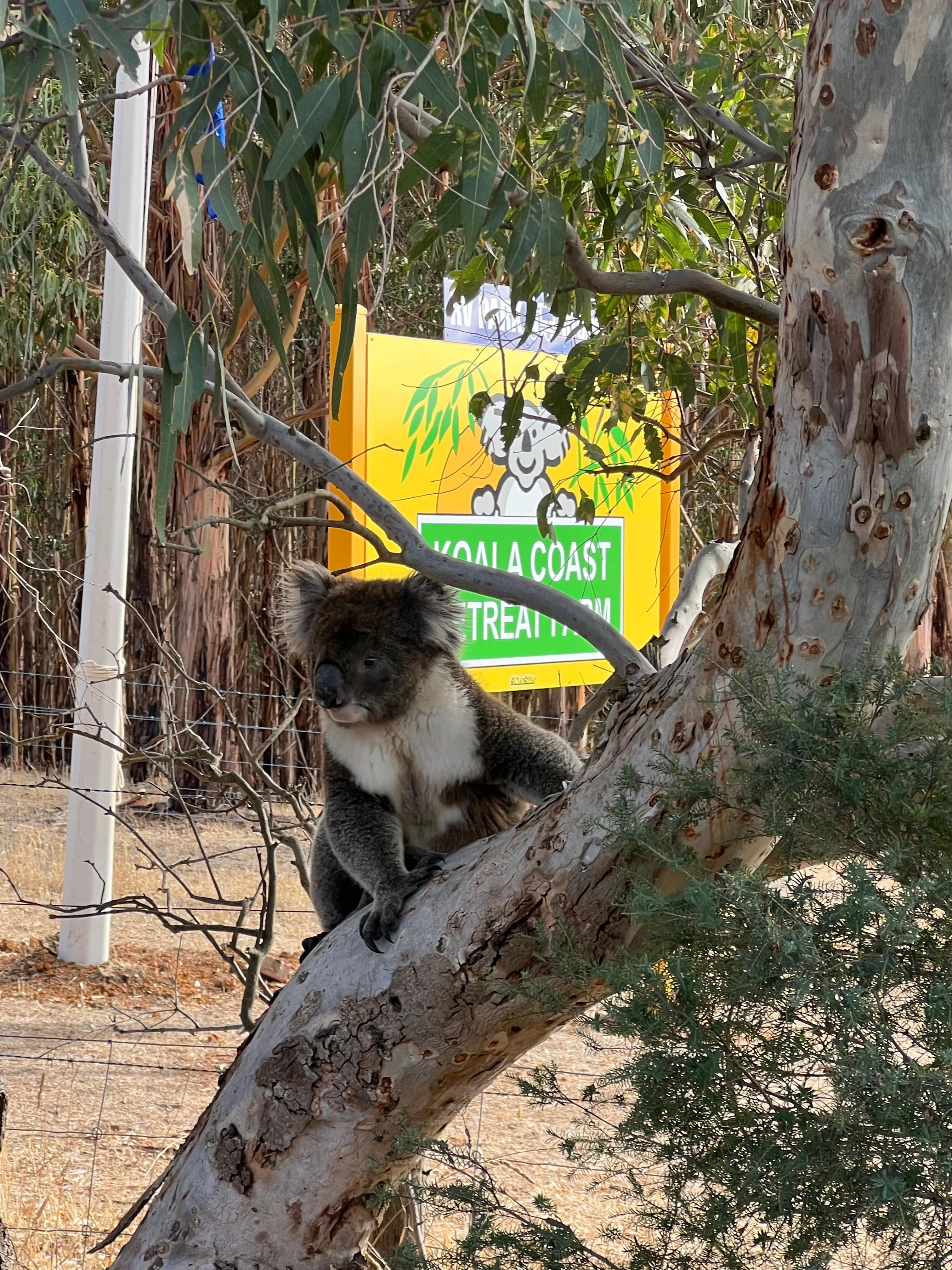 Koala Coast Retreat Farm
