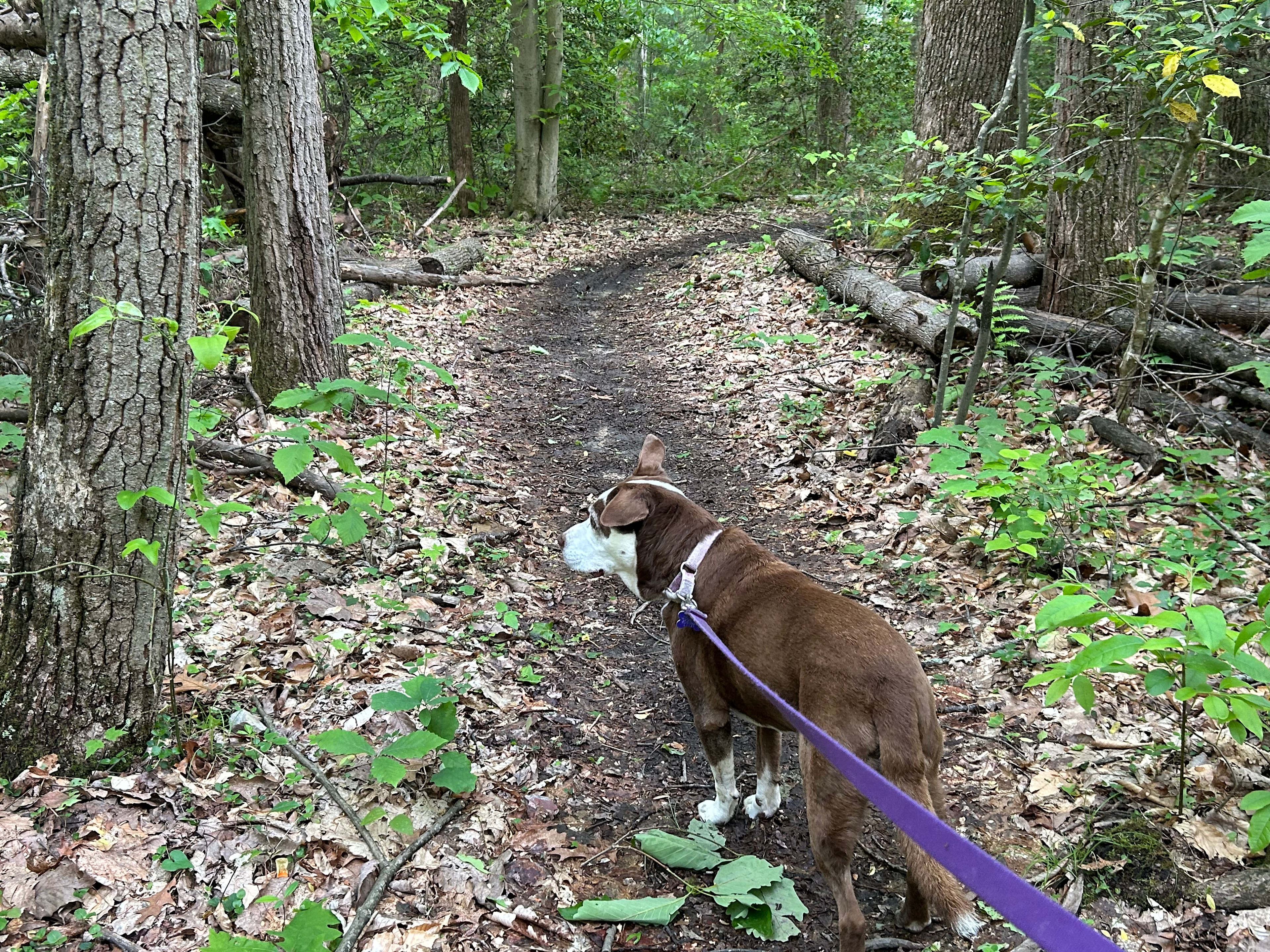 Trail accessed from campground
