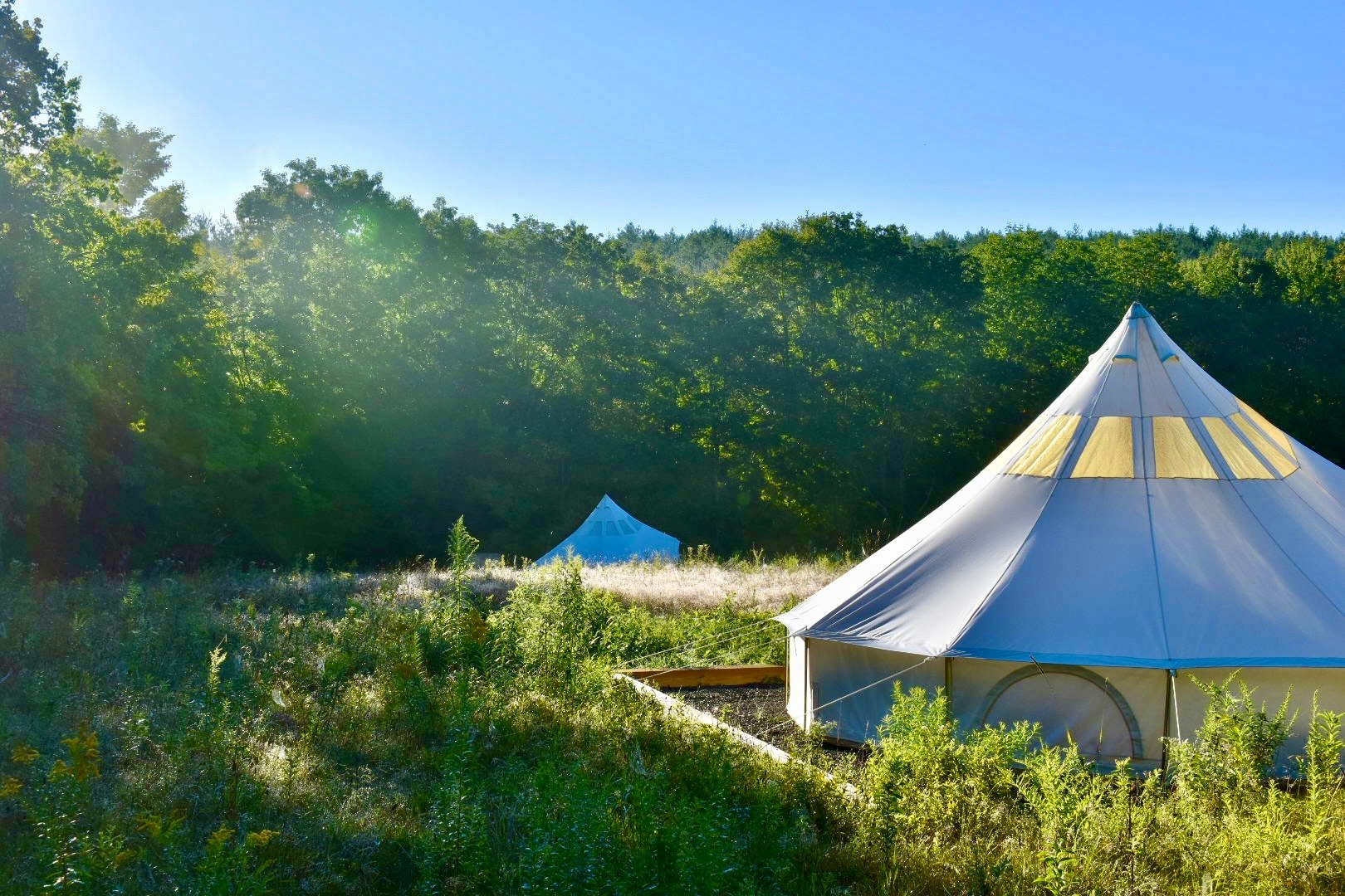 Stargazer Glamping tents in Hengarth wildflower meadow.