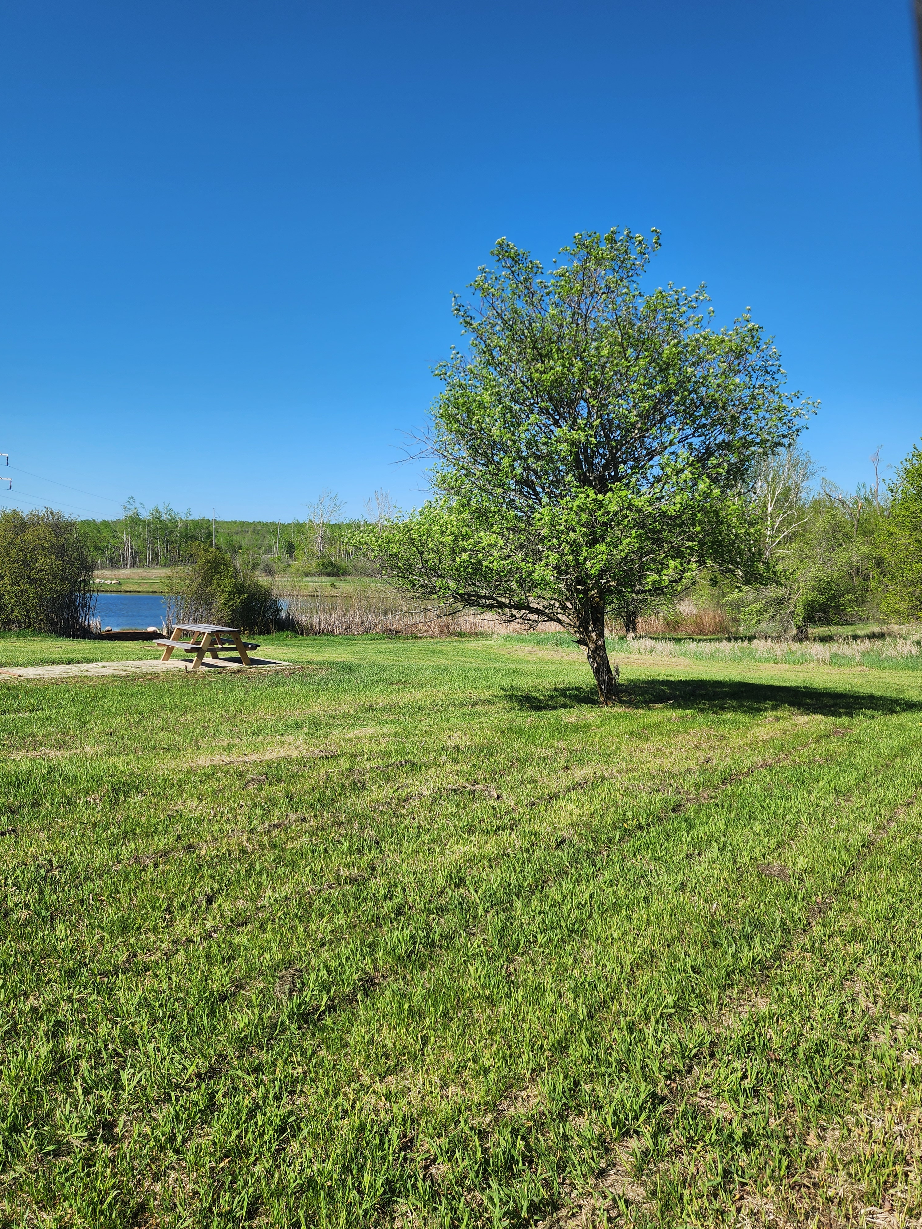 Firefly Field
