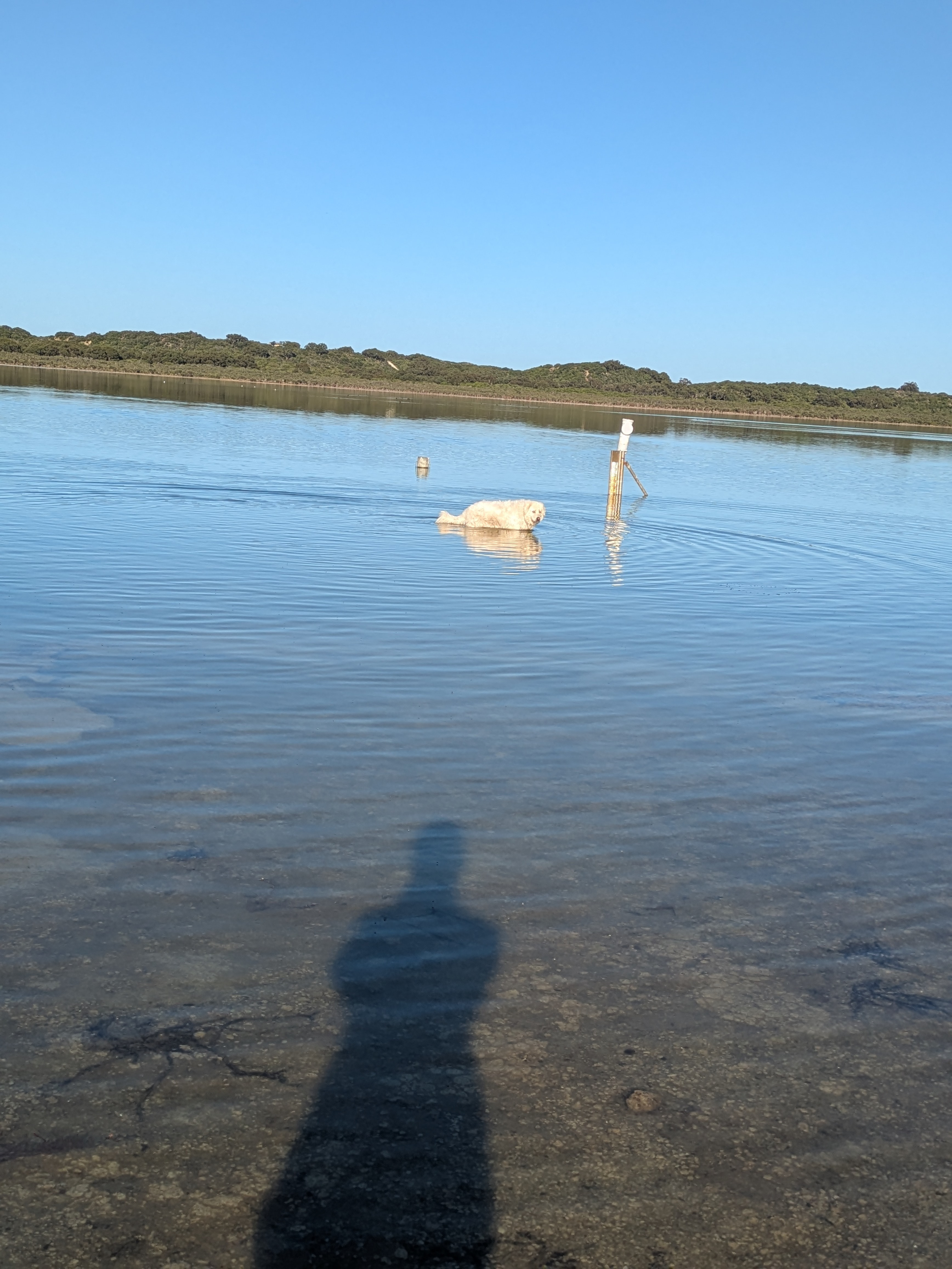 Lake Preston Lime Paddock