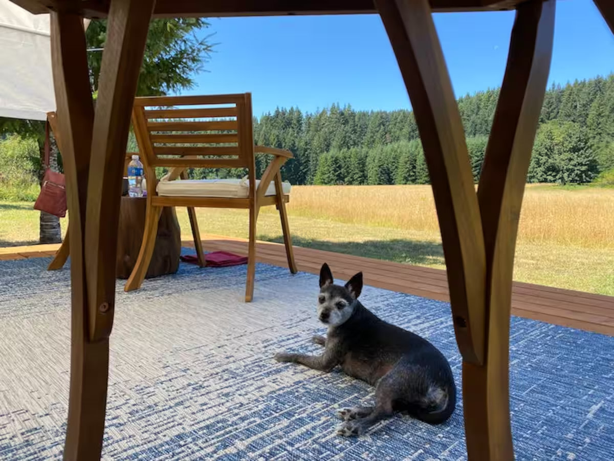 Glamping In The Wild