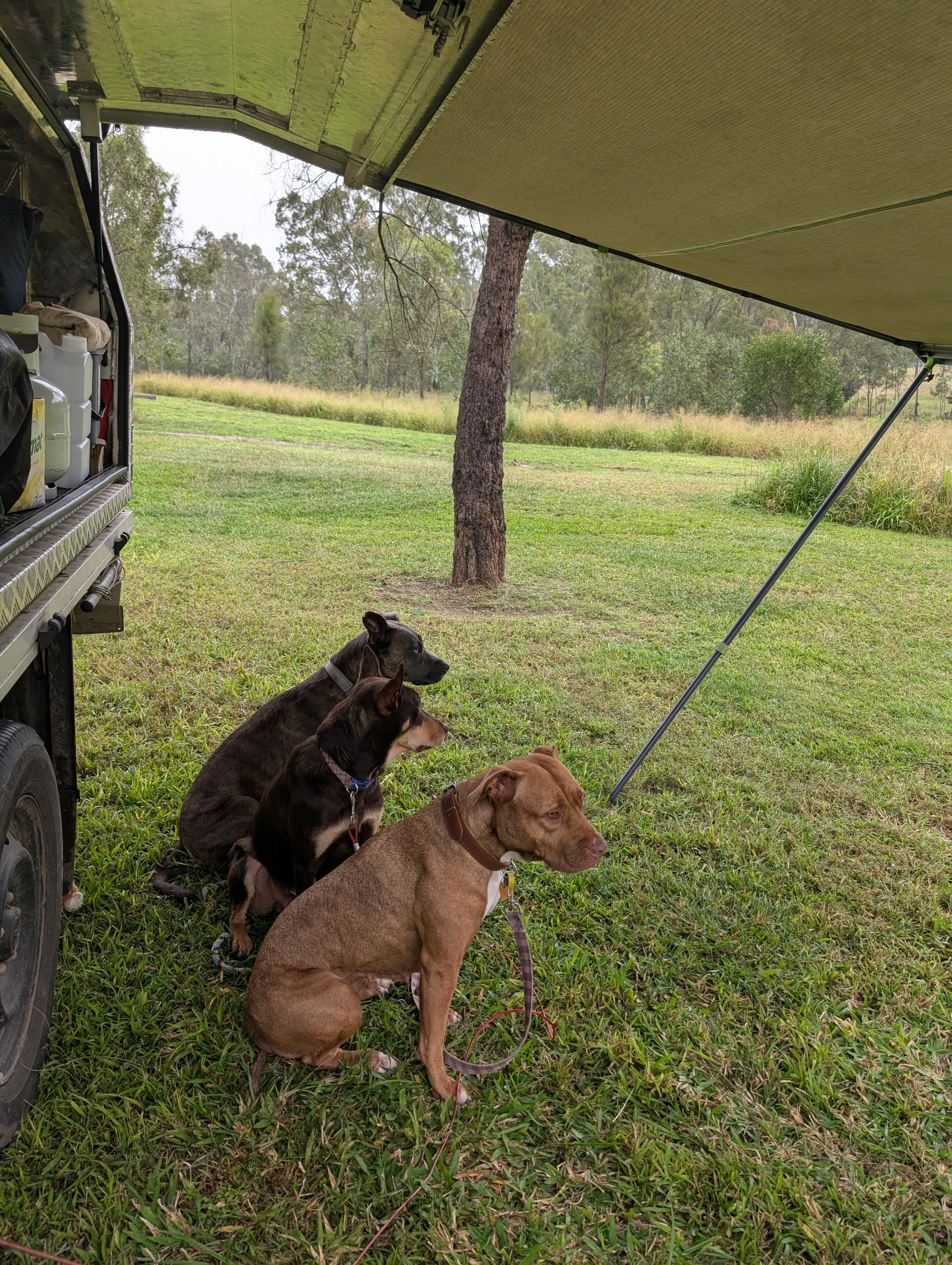 A mowed track nearby for wee & sniff walks kept the dogs happy🐶