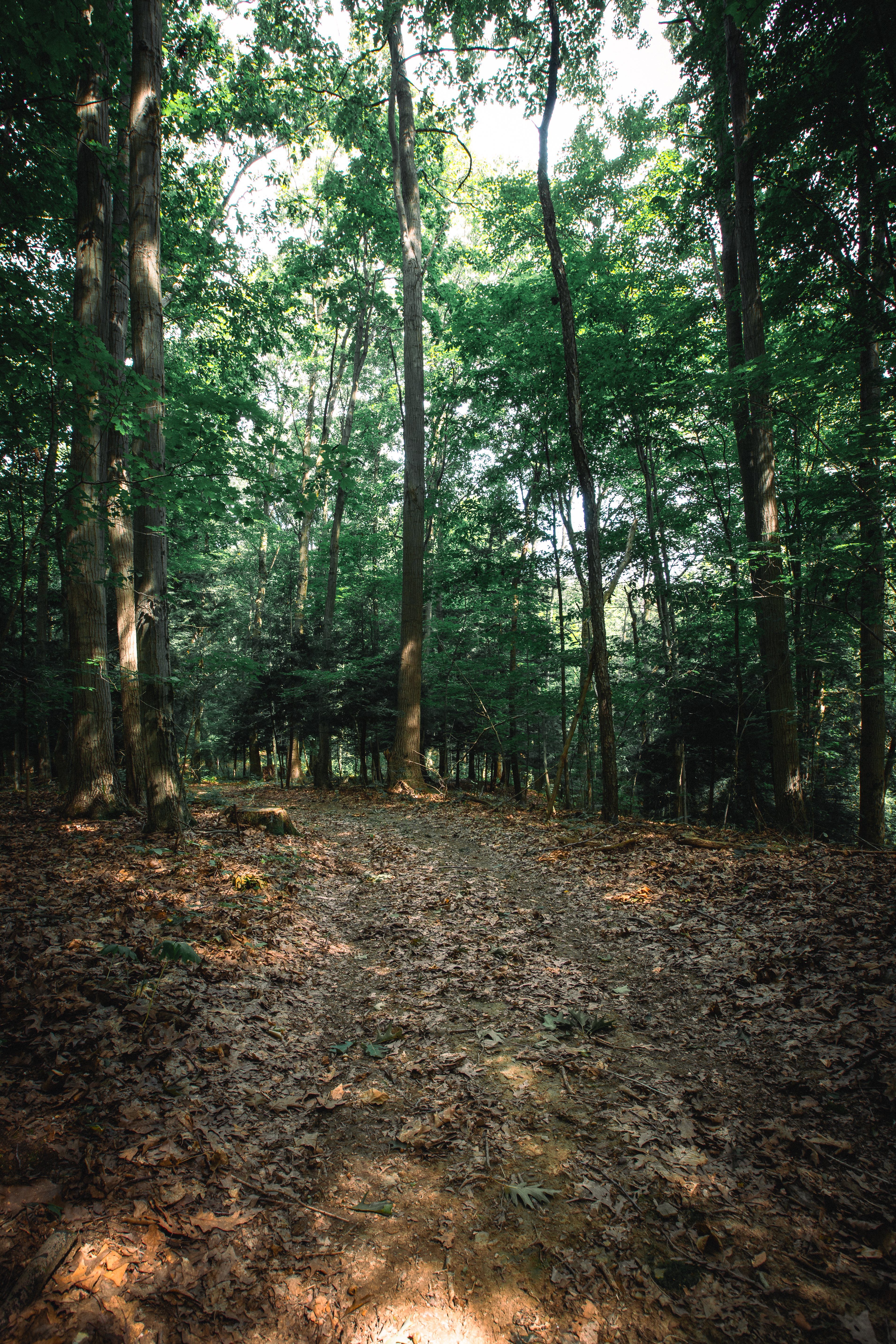 Trails