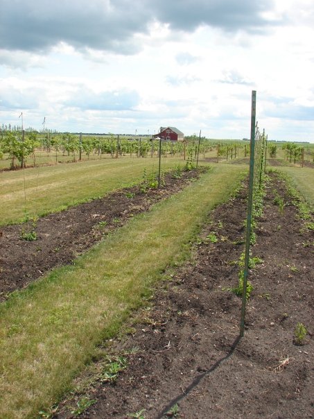Viking Vines RV Campground