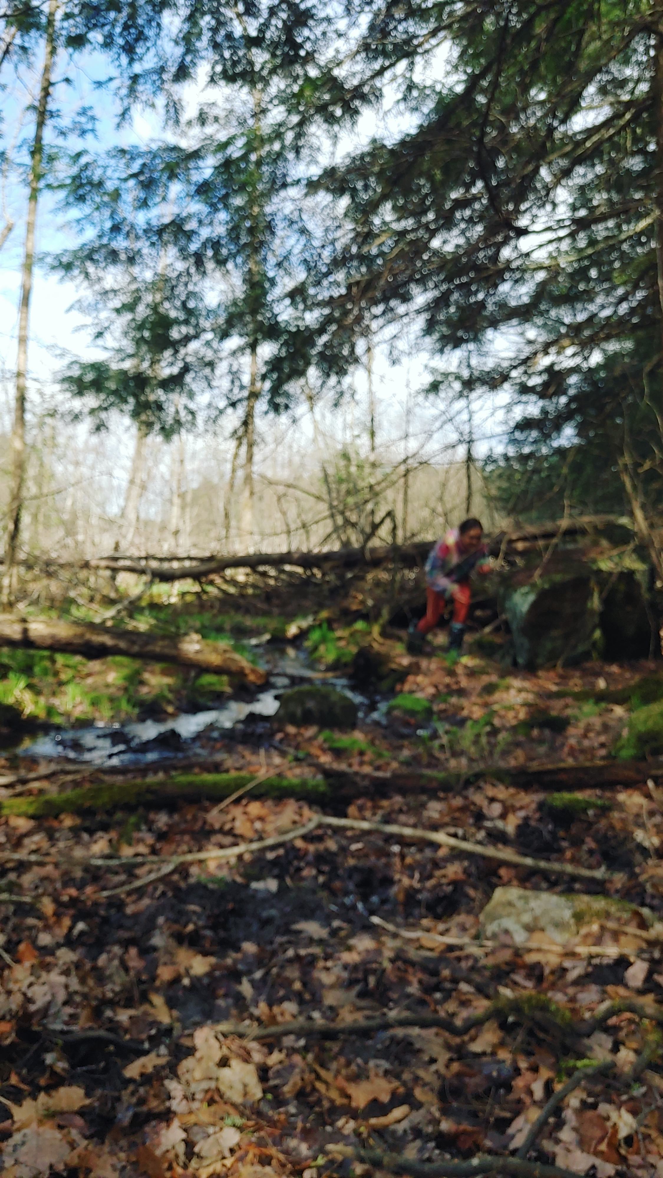 Lake and forest camp