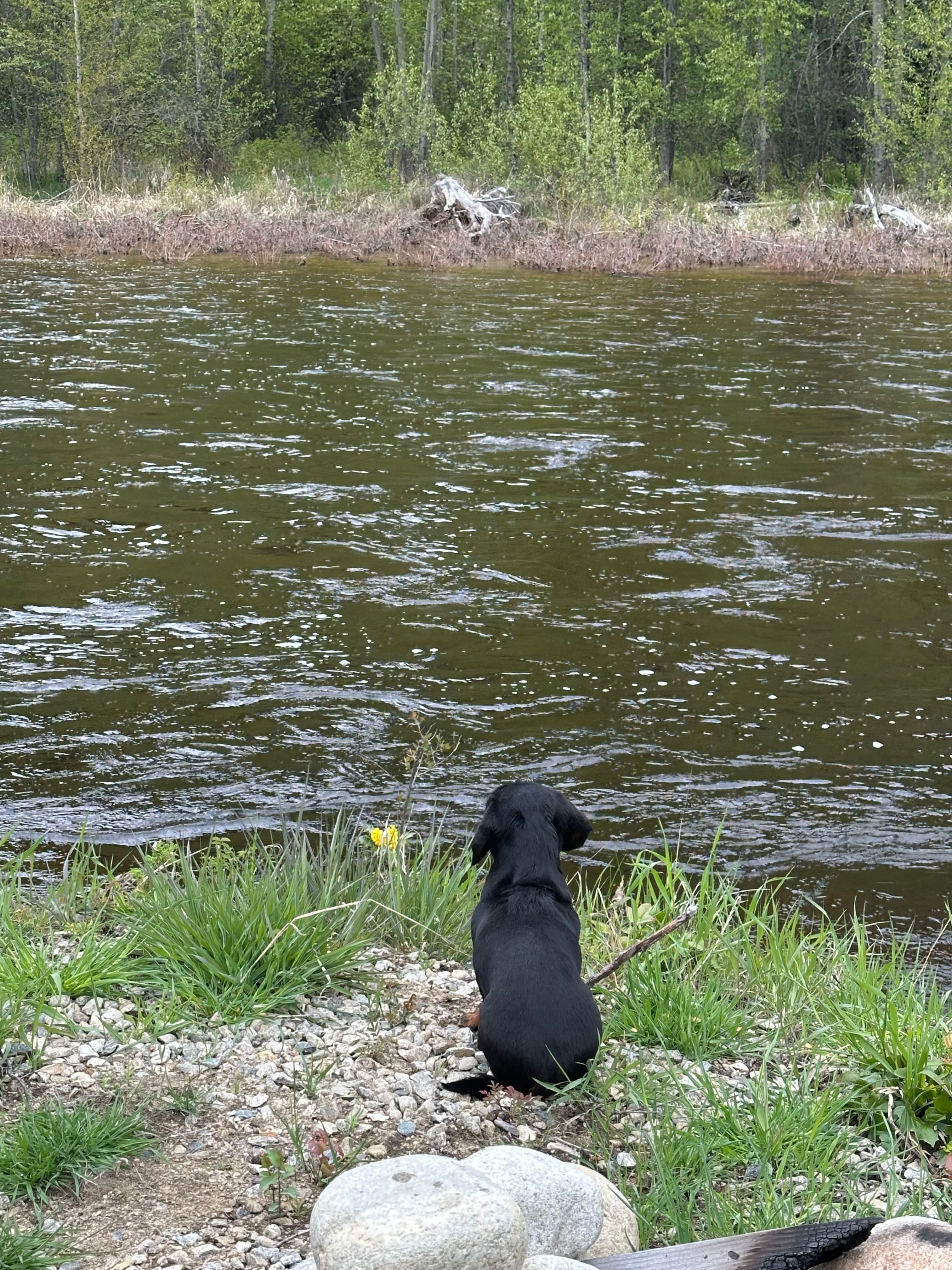 ARLO's KVR Trail Riverside Camping