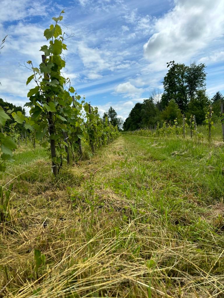 Vignoble et Domaine des Aromes