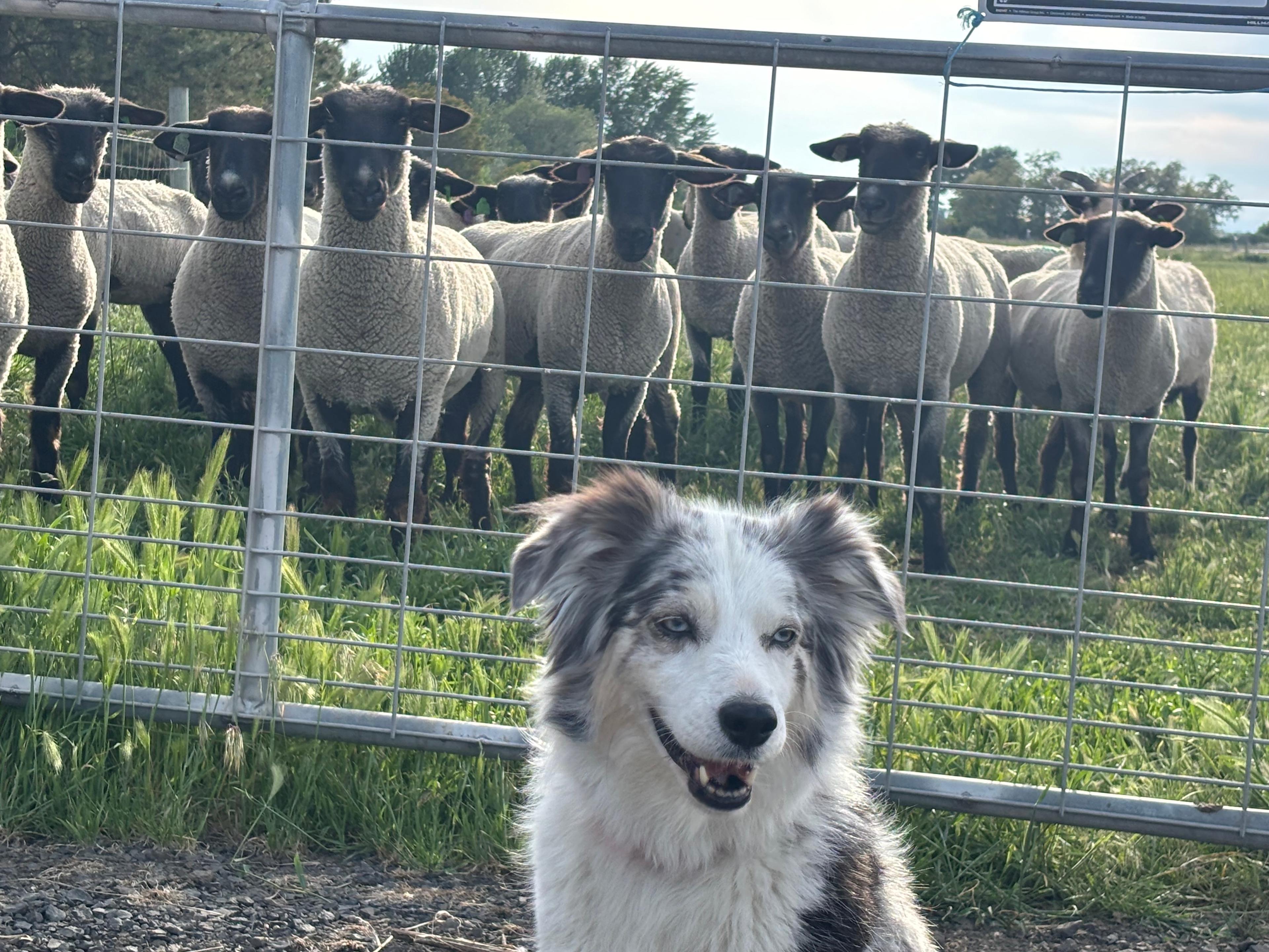 Mill Creek Farm/Park