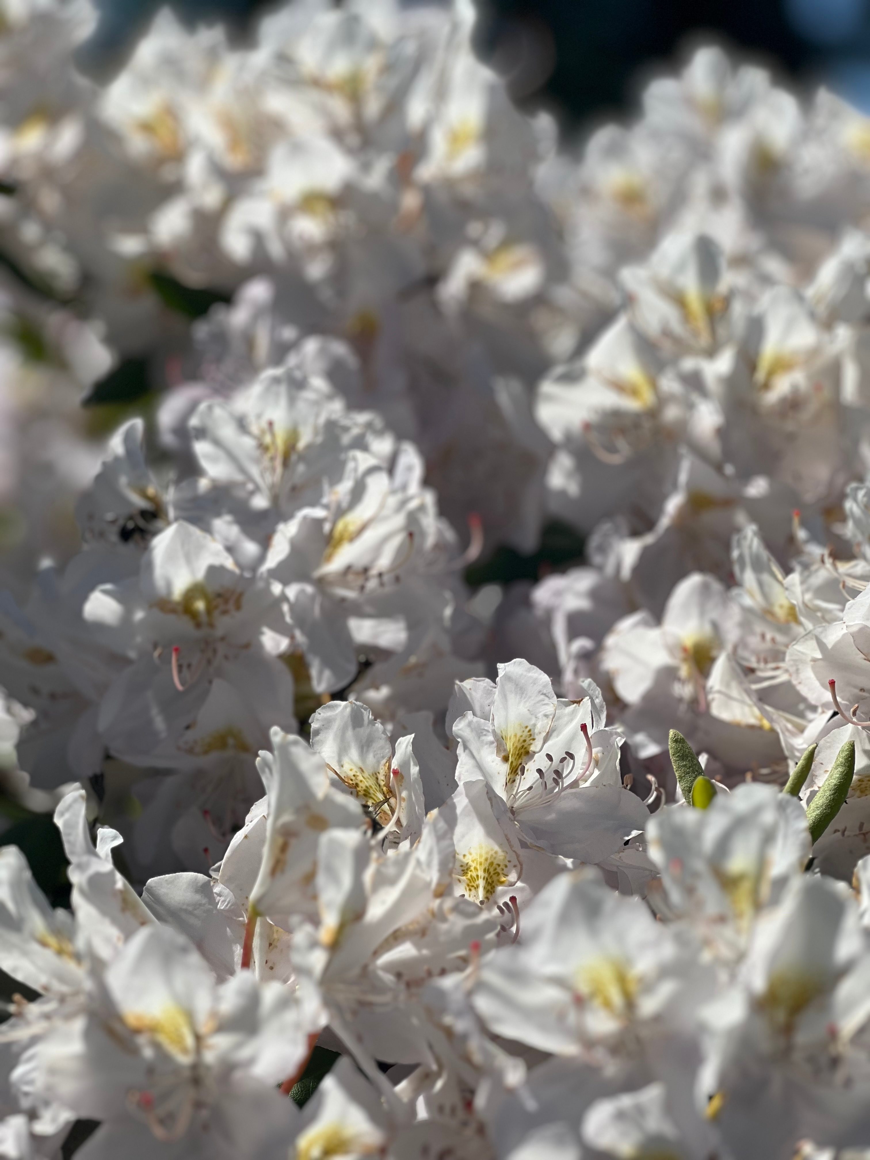 Rustic Small Animal Farm