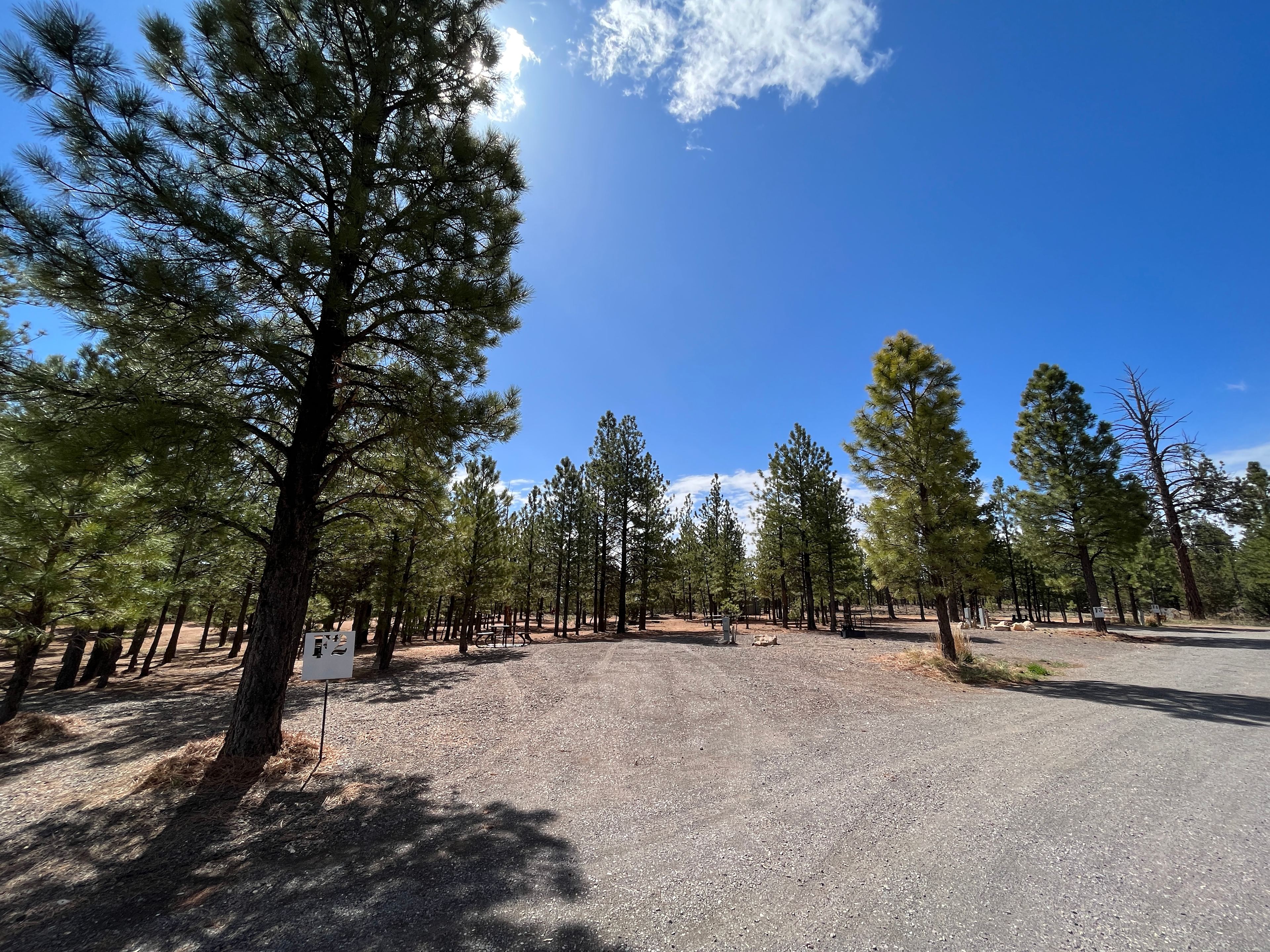 Bryce Canyon Pines